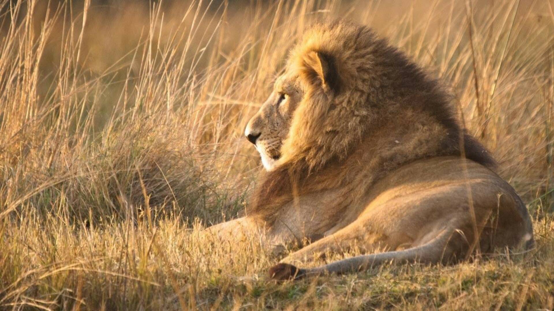 El regreso del león