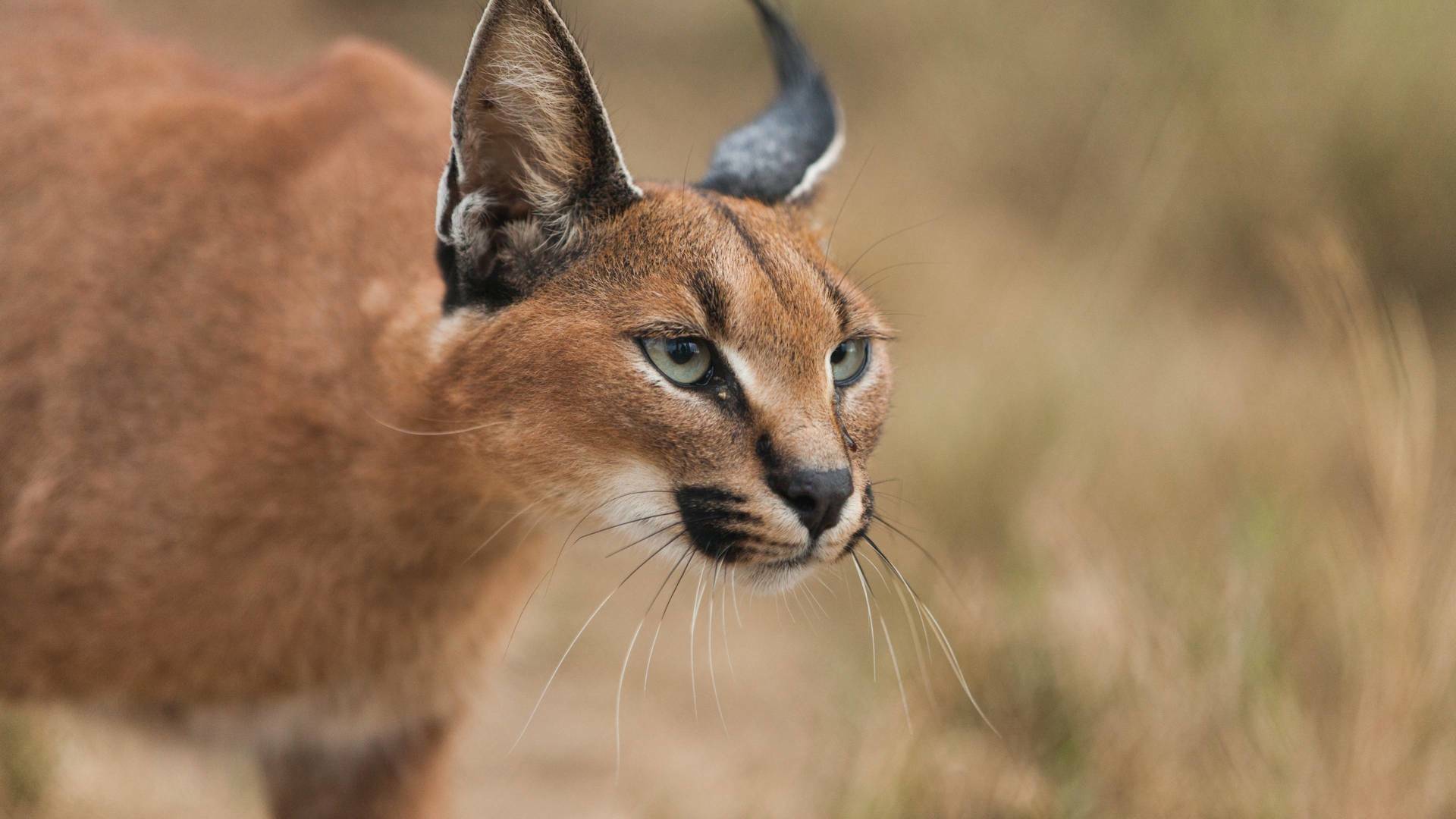 Wild Sudáfrica: Tierra de gigantes