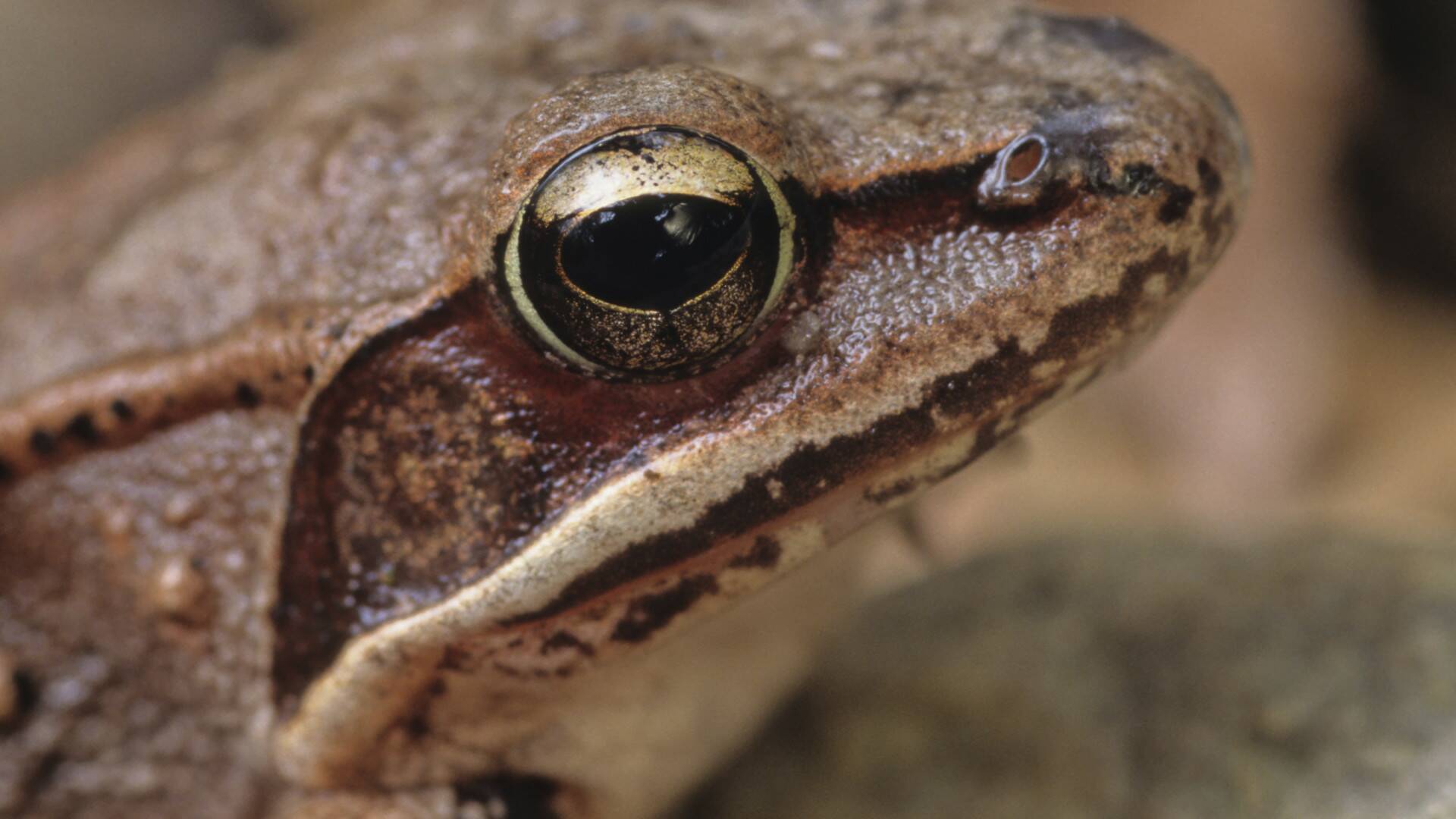 Curiosidades del mundo animal: la guía definitiva