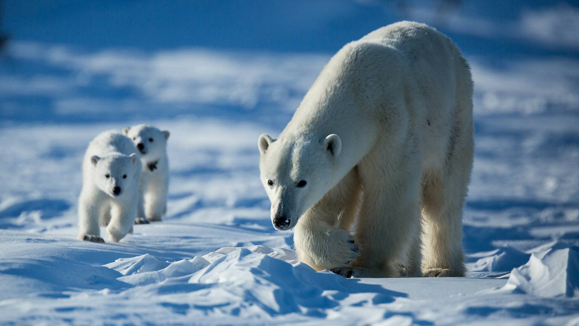 Los más letales de Alaska: El reino de la ballena asesina