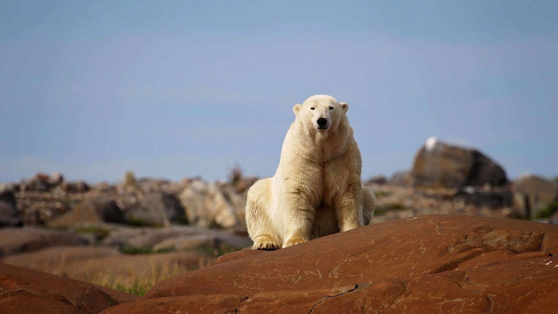 El reino del oso polar: El viaje del cachorro