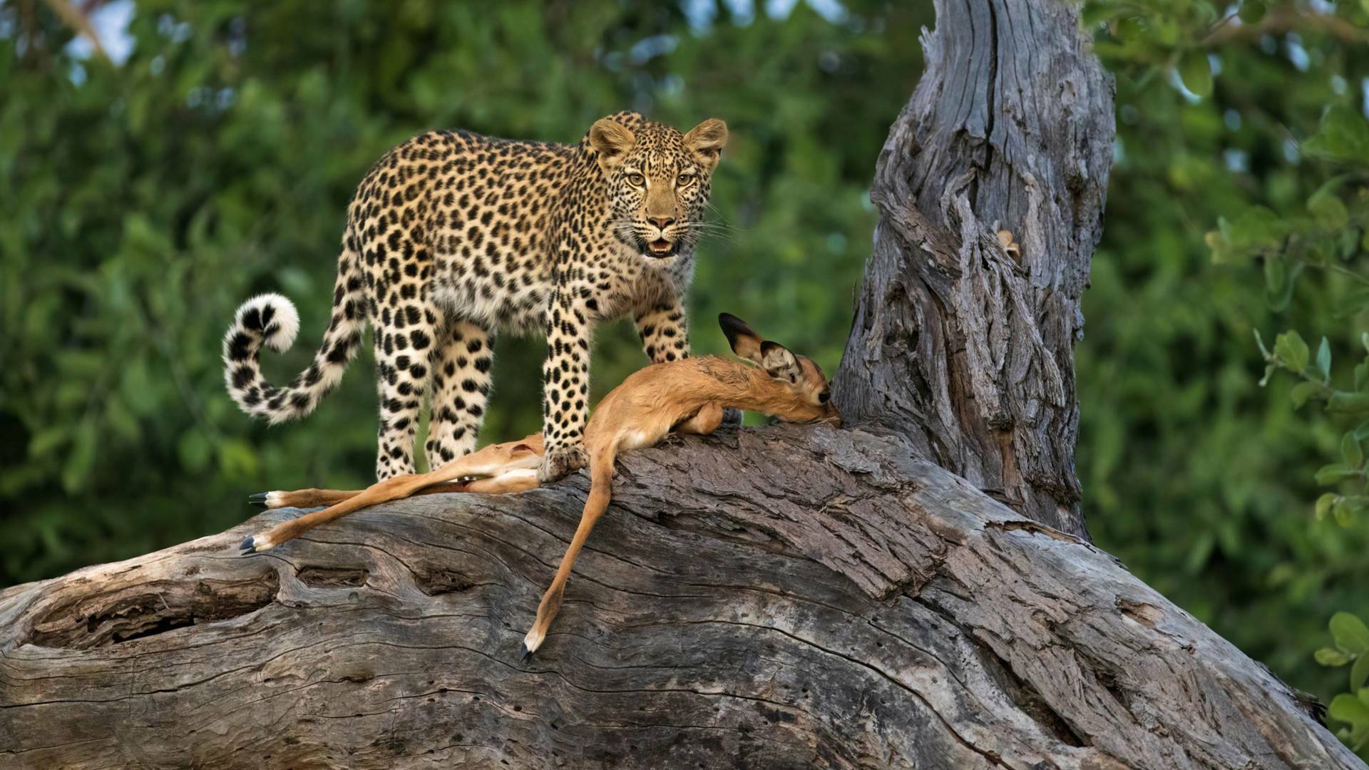 Predador vs. presa: Guepardos