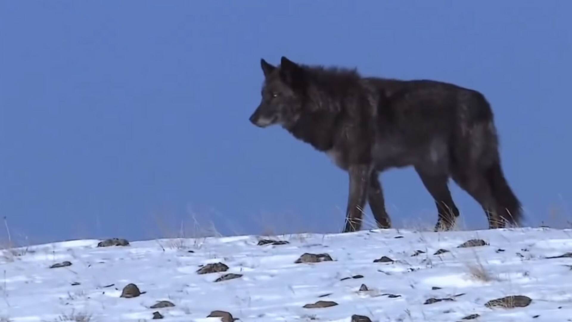 La llegada del lobo negro