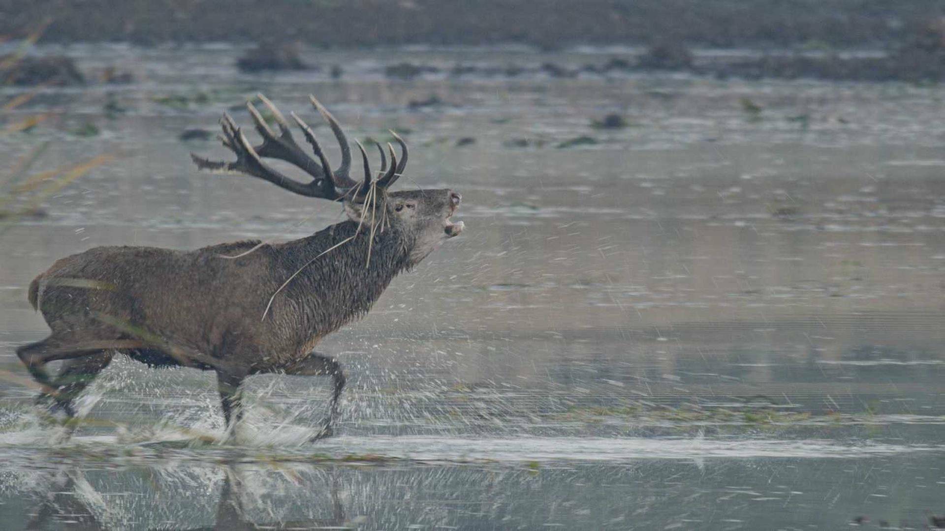 La vida secreta del ciervo rojo