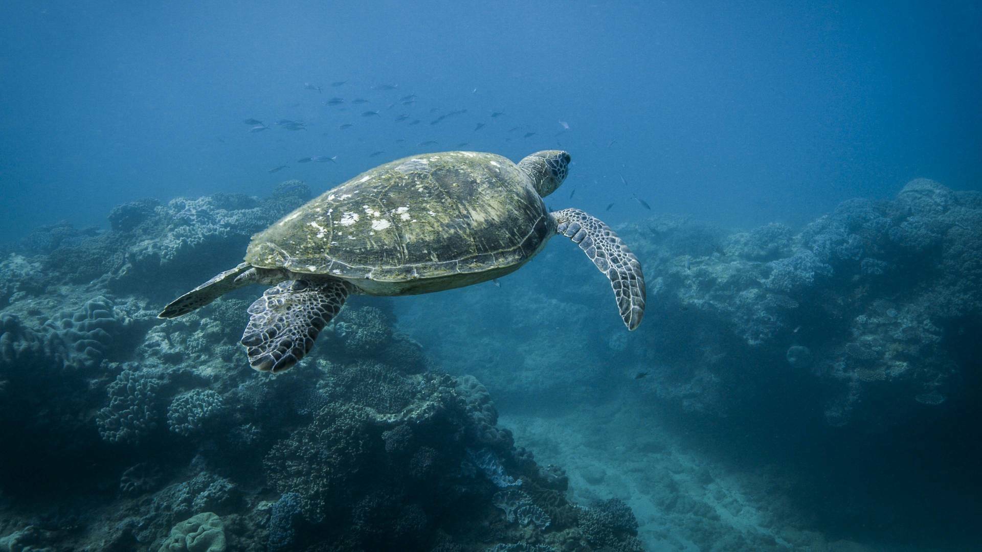 La Gran Barrera de Coral: la próxima generación