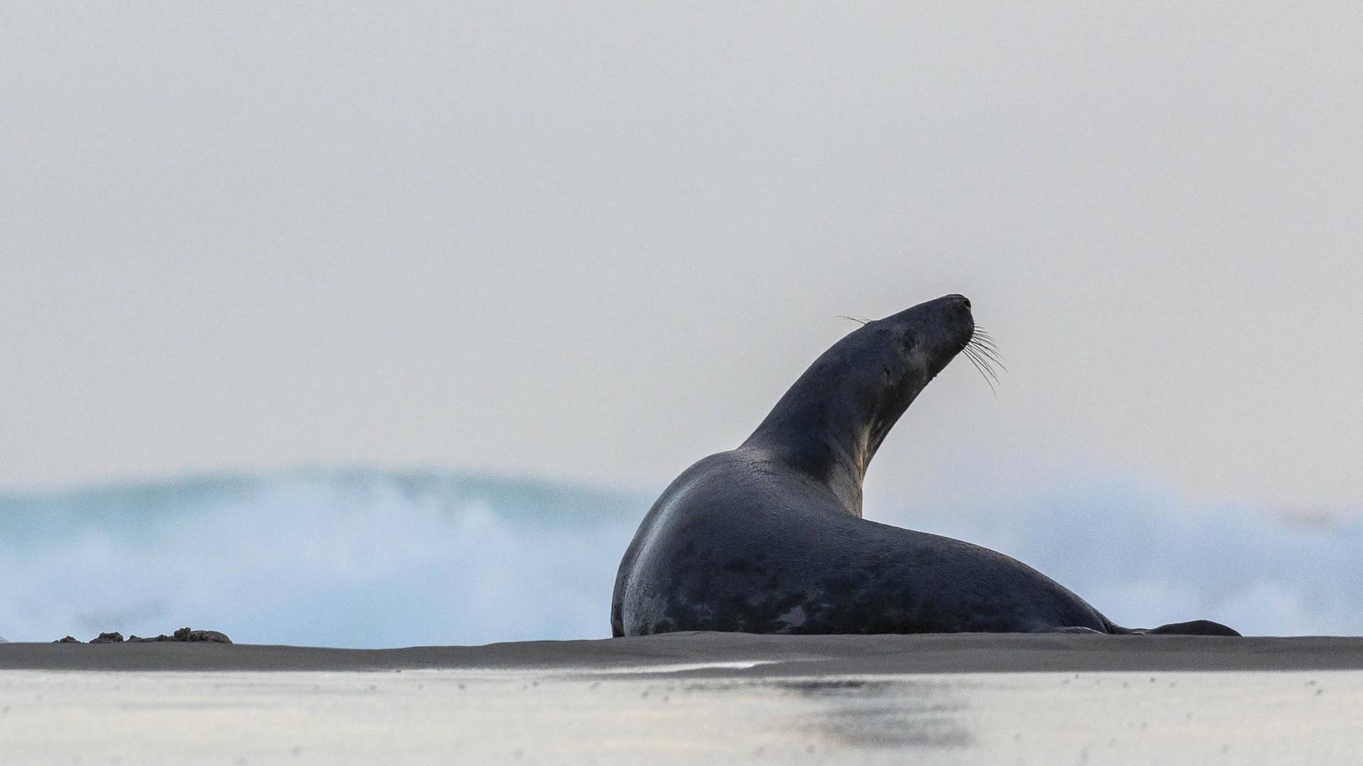 Las focas de la isla Sable