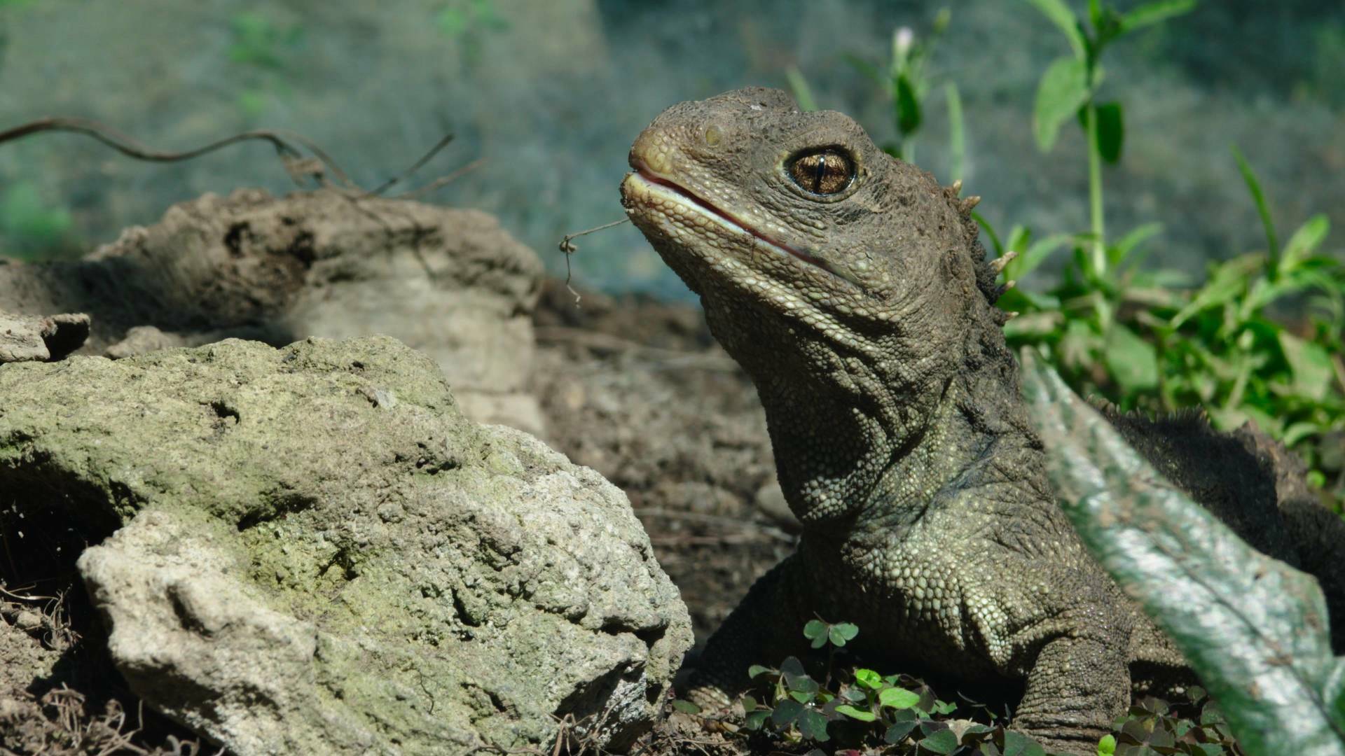 Dinosaurios modernos: Tierra de gigantes