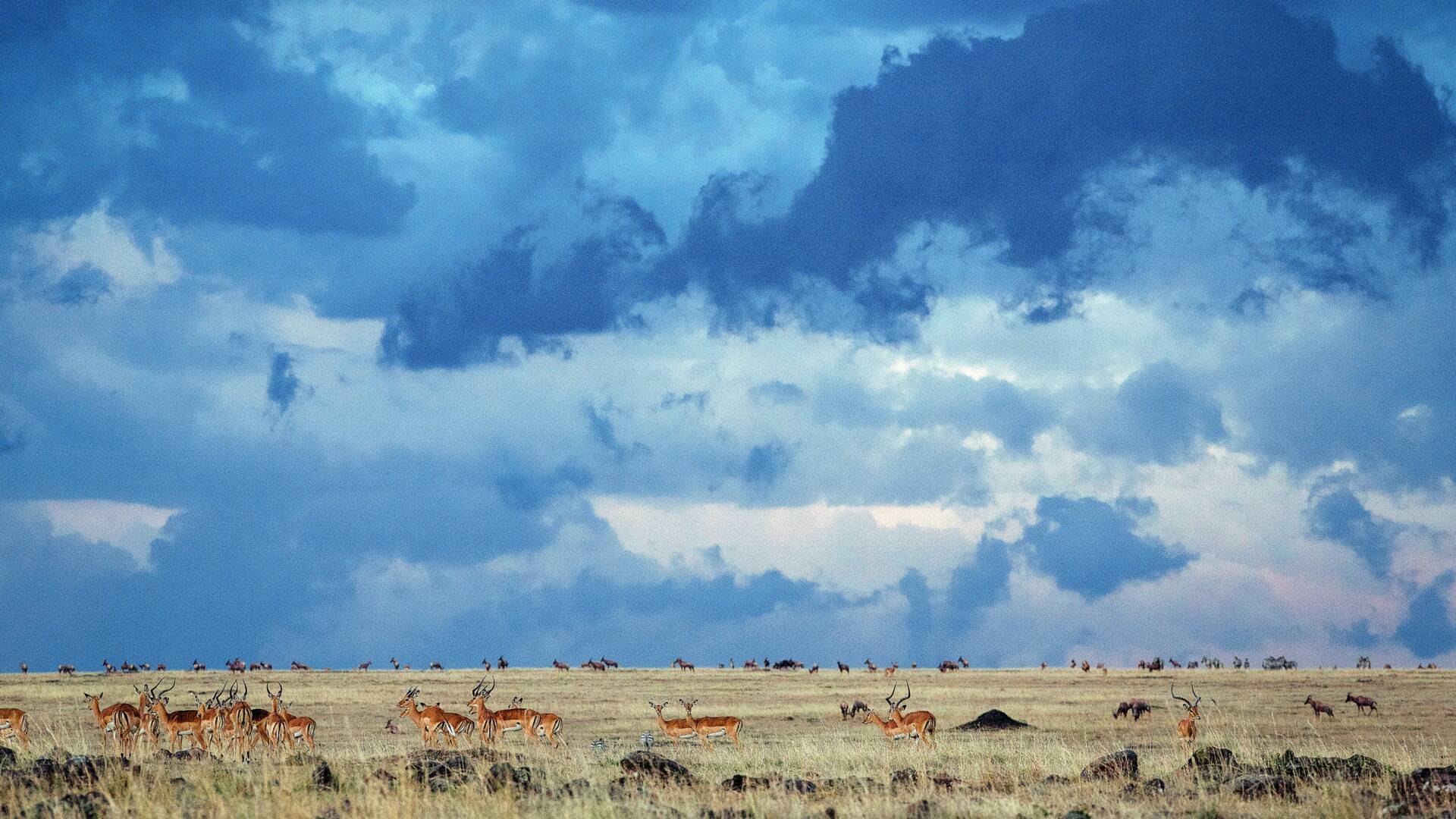 Planeta Tierra: Praderas