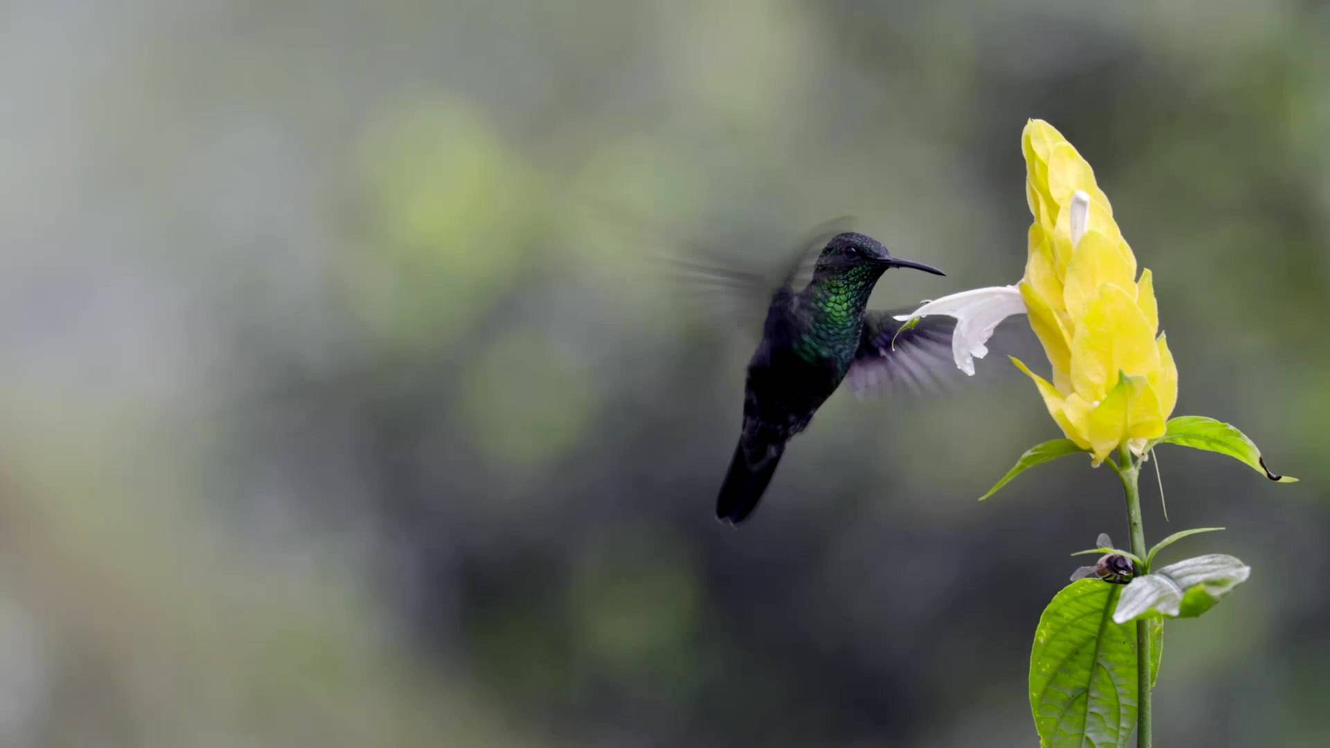 En la Colombia salvaje: La odisea del colibrí