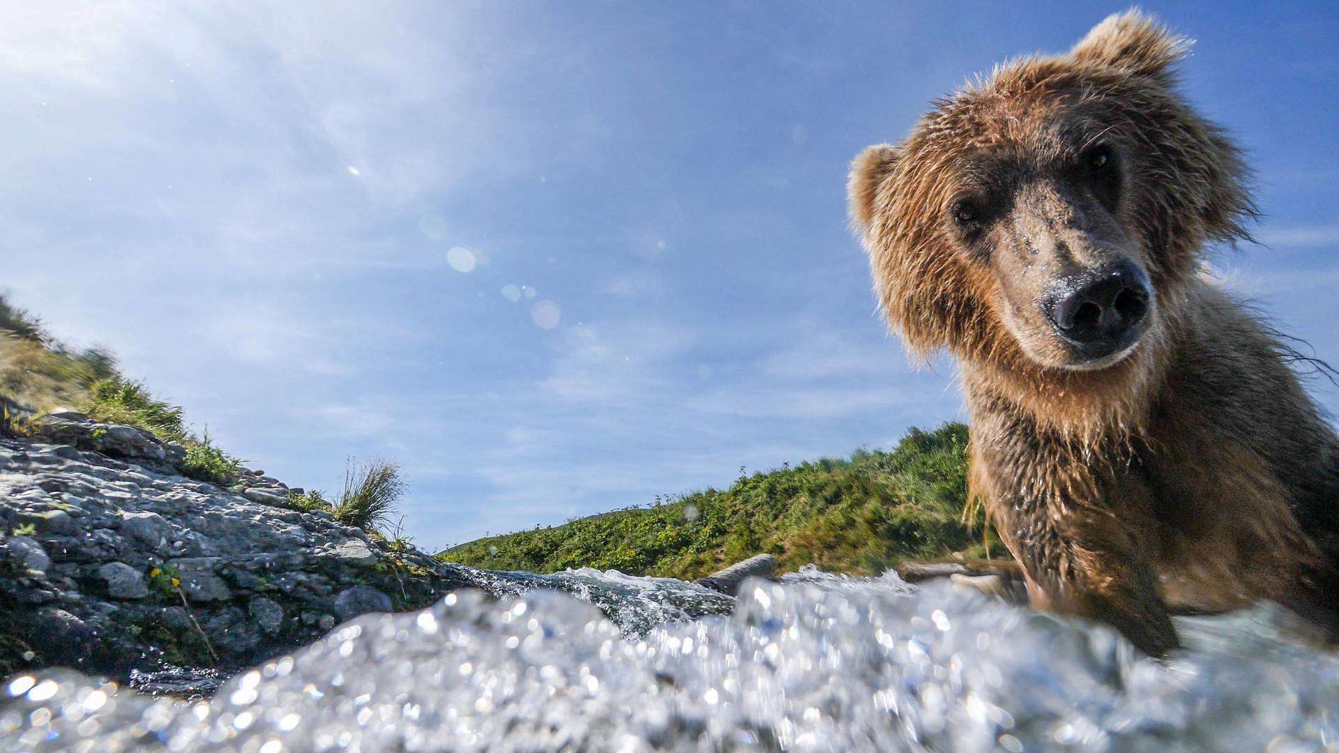 Cameras Espions en Terre Animale