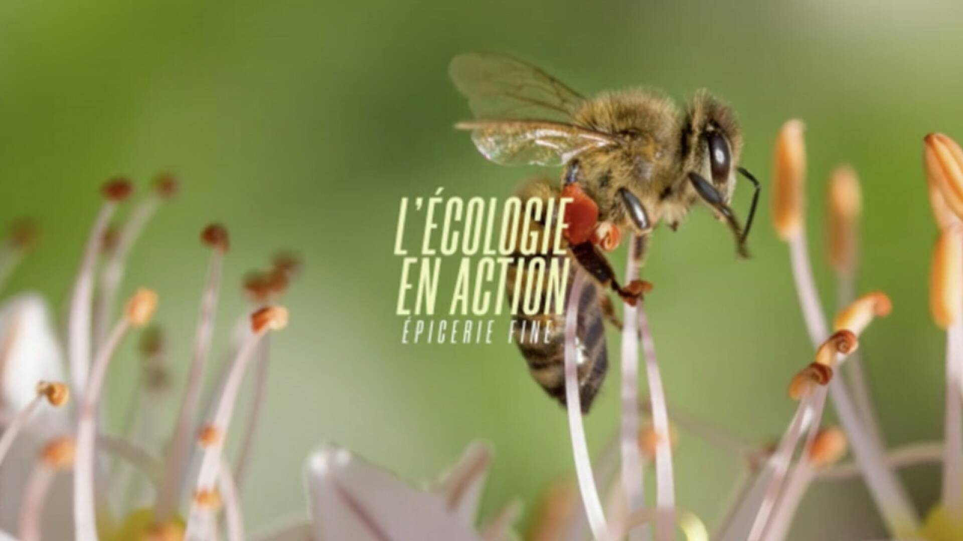 L'écologie en action