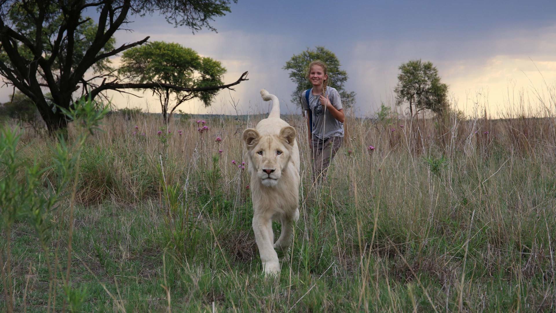 Mia y el león blanco