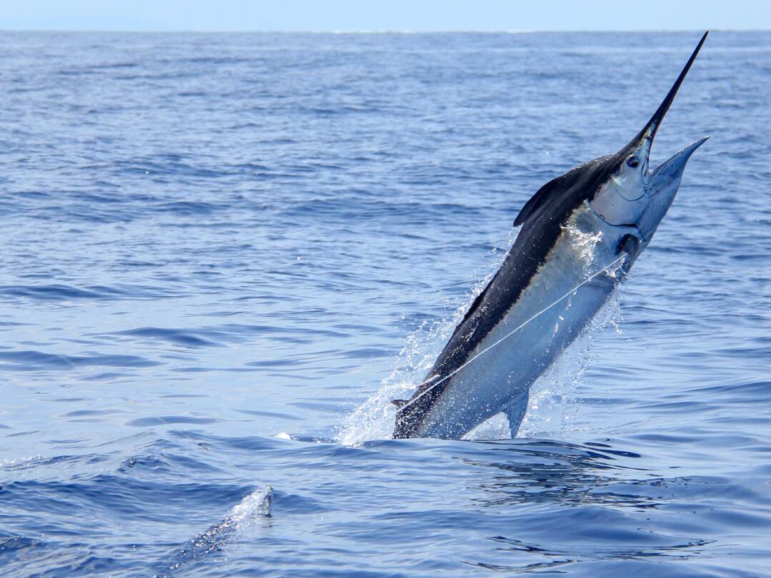 De viaje: Jigging y trolling en Sao Nicolau