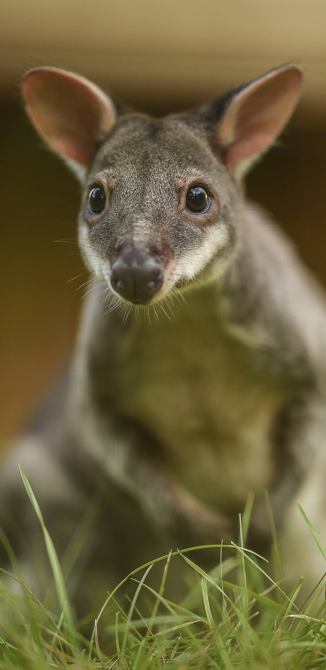 La vida secreta del Zoo