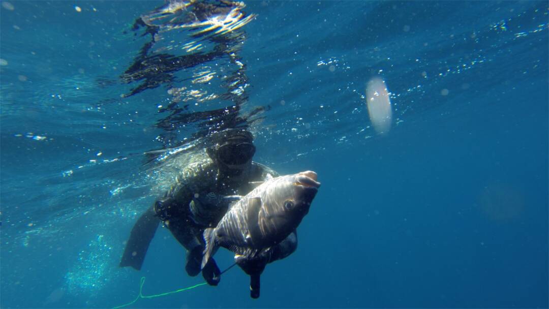 Pesca submarina, tras la batalla