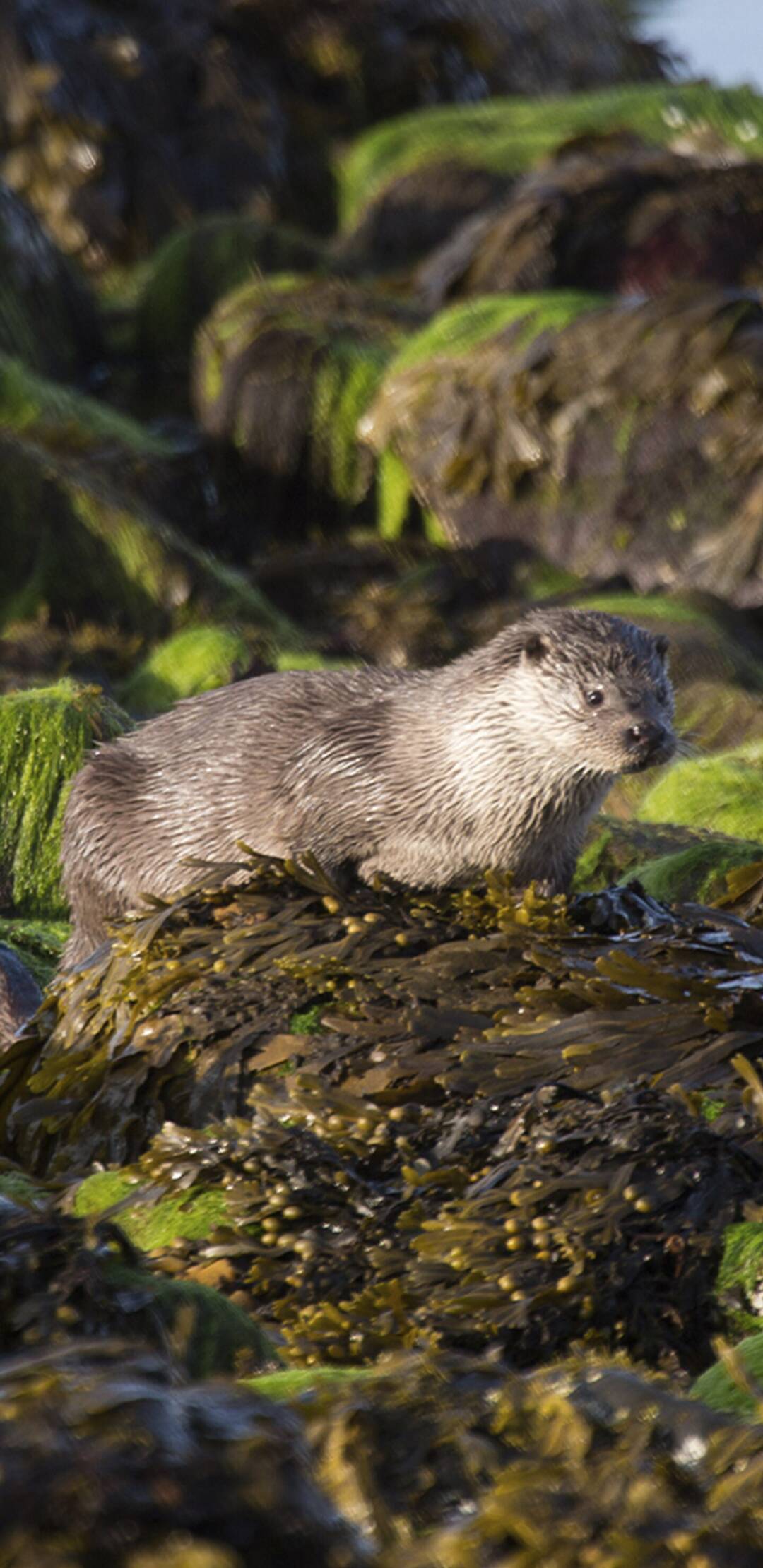 Las nutrias de las islas Shetland