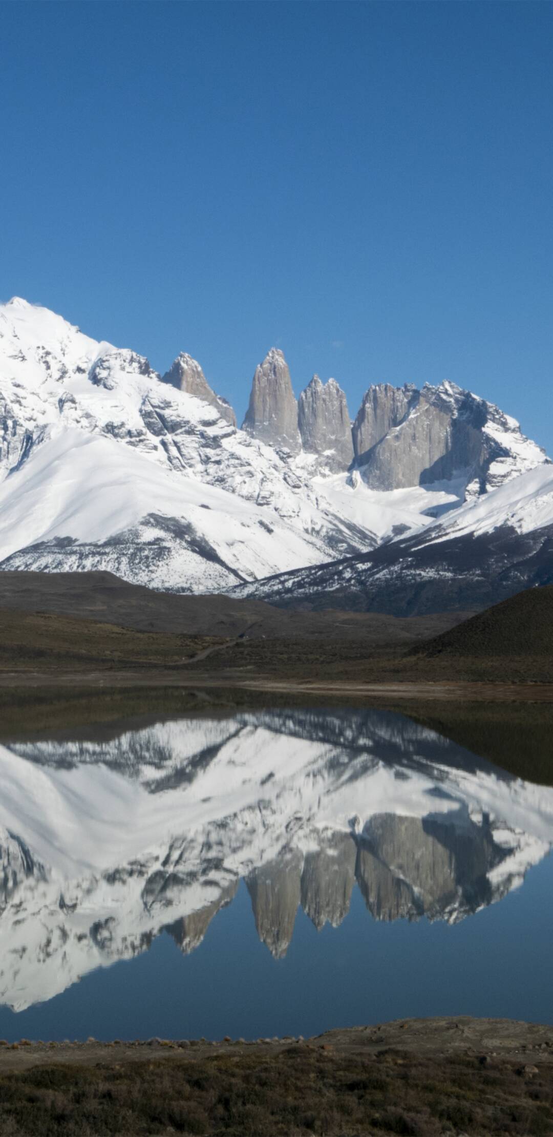 Los pumas de la Patagonia: Nacimiento