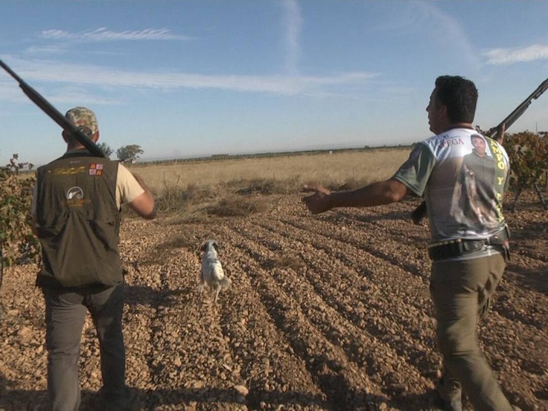 Perdiz salvaje en el corazón de La Mancha