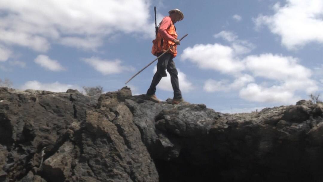 Perdiz moruna en Lanzarote