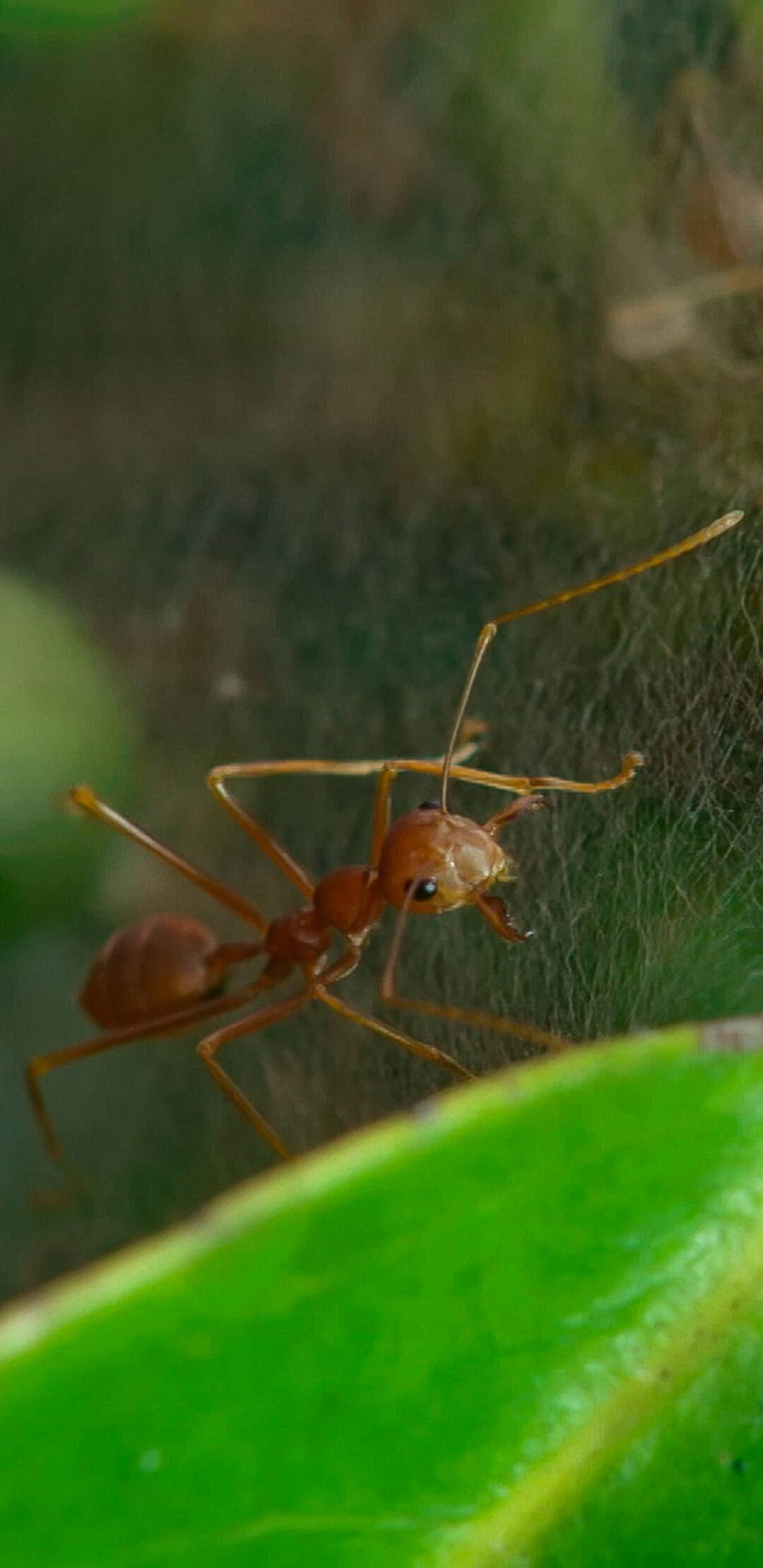 Raros y salvajes: En busca del amor