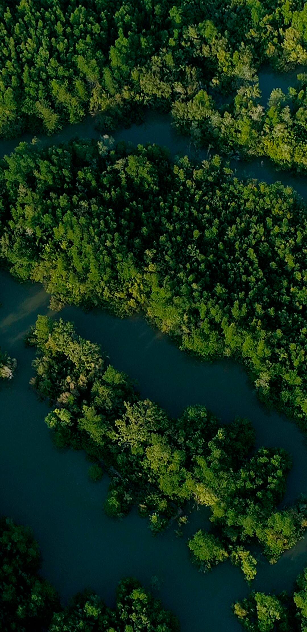 La vida secreta de los...: Madagascar: el bosque de los espíritus