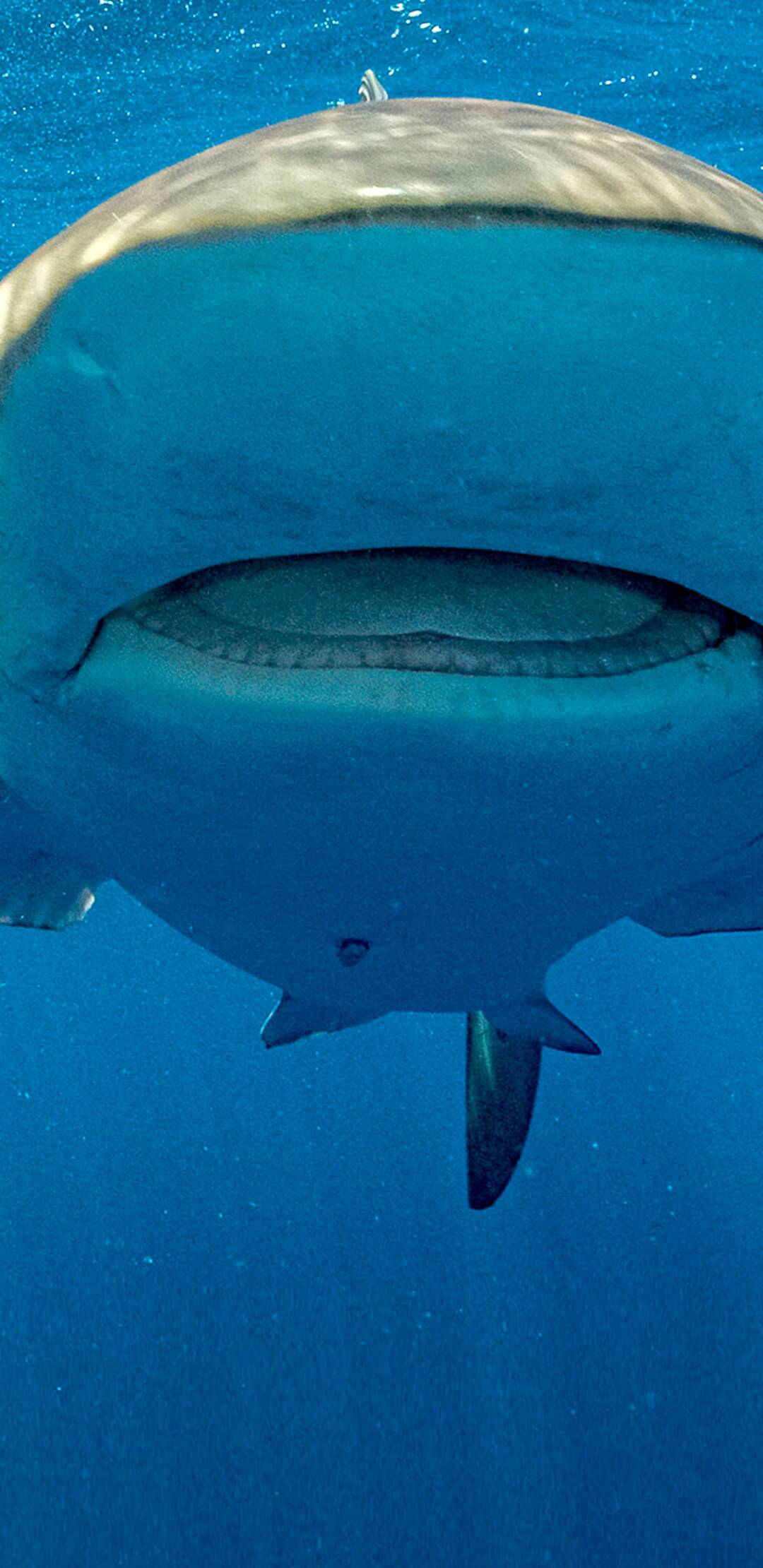 Tiburones desde el aire