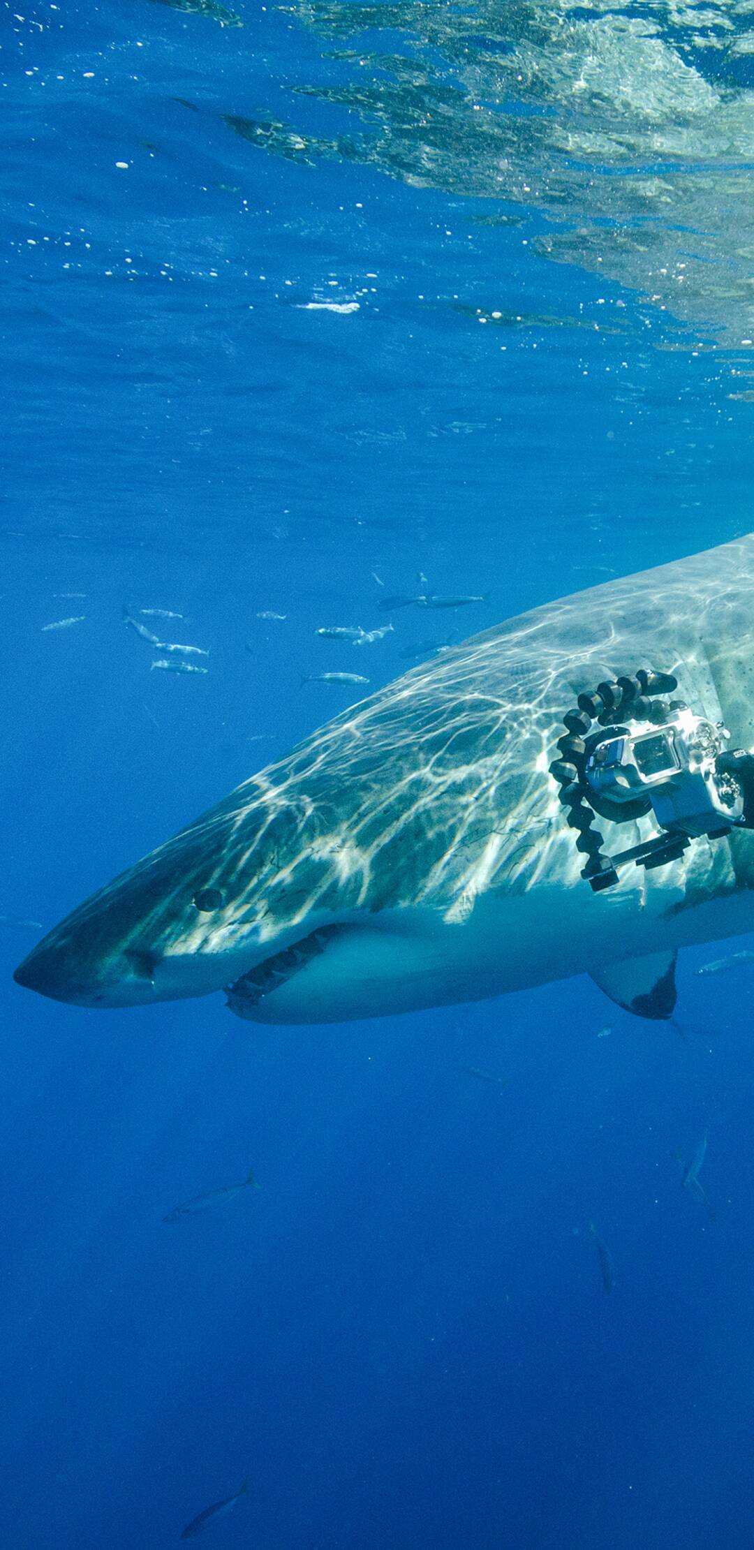 Tiburón blanco, máxima amenaza