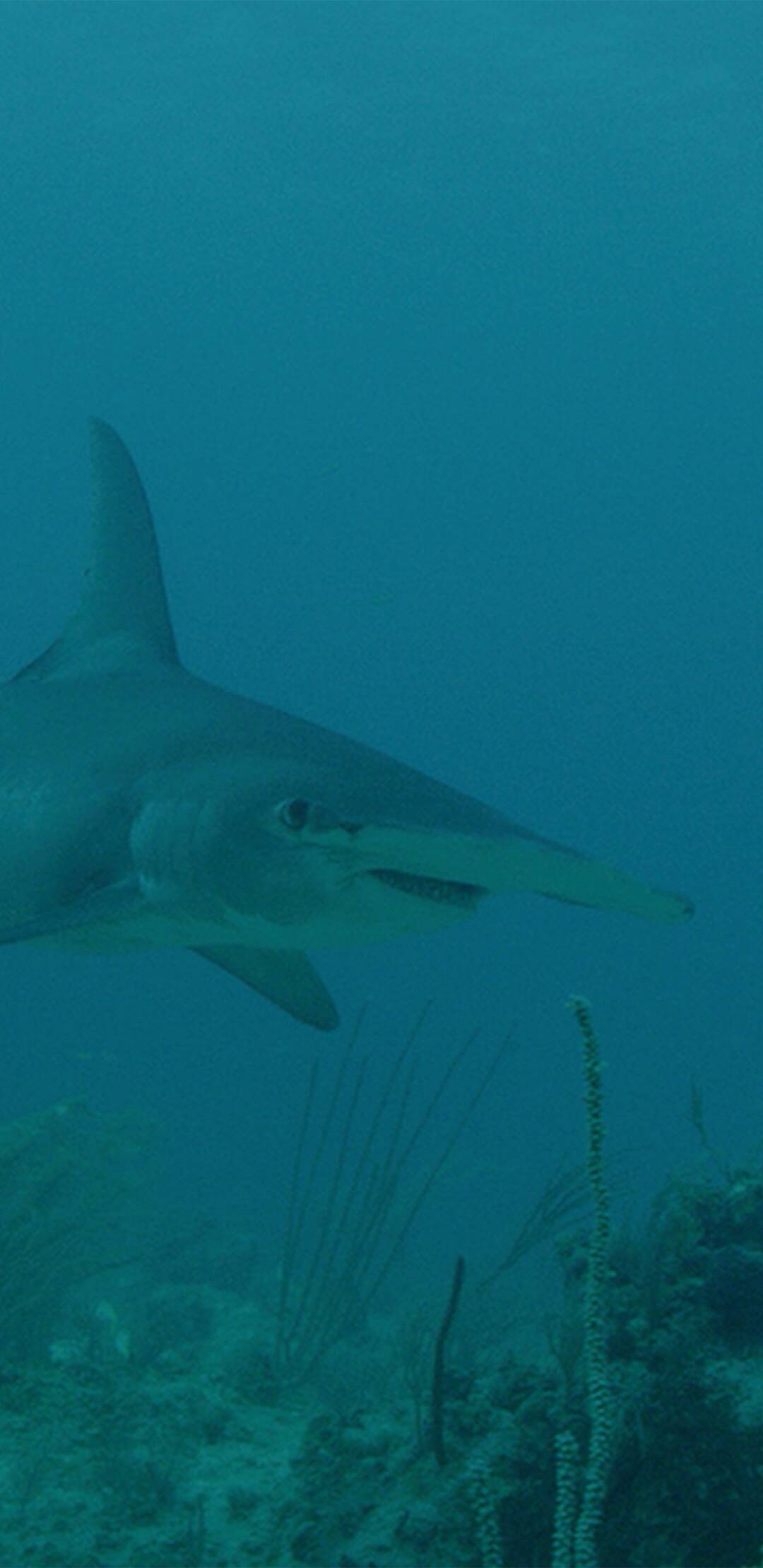 Tiburón pulpo en Andros Island