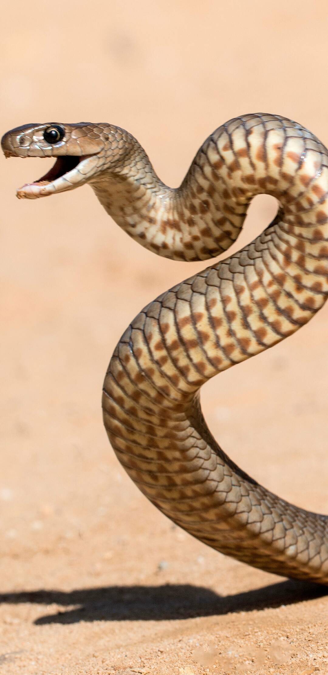 Australia: cazadores de serpientes