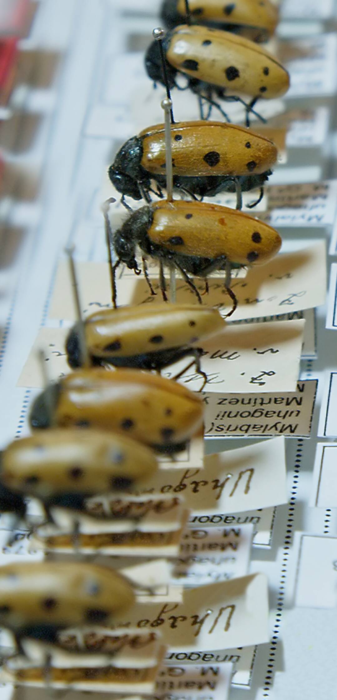 Evolución: 250 años del Museo Nacional de Ciencias Naturales