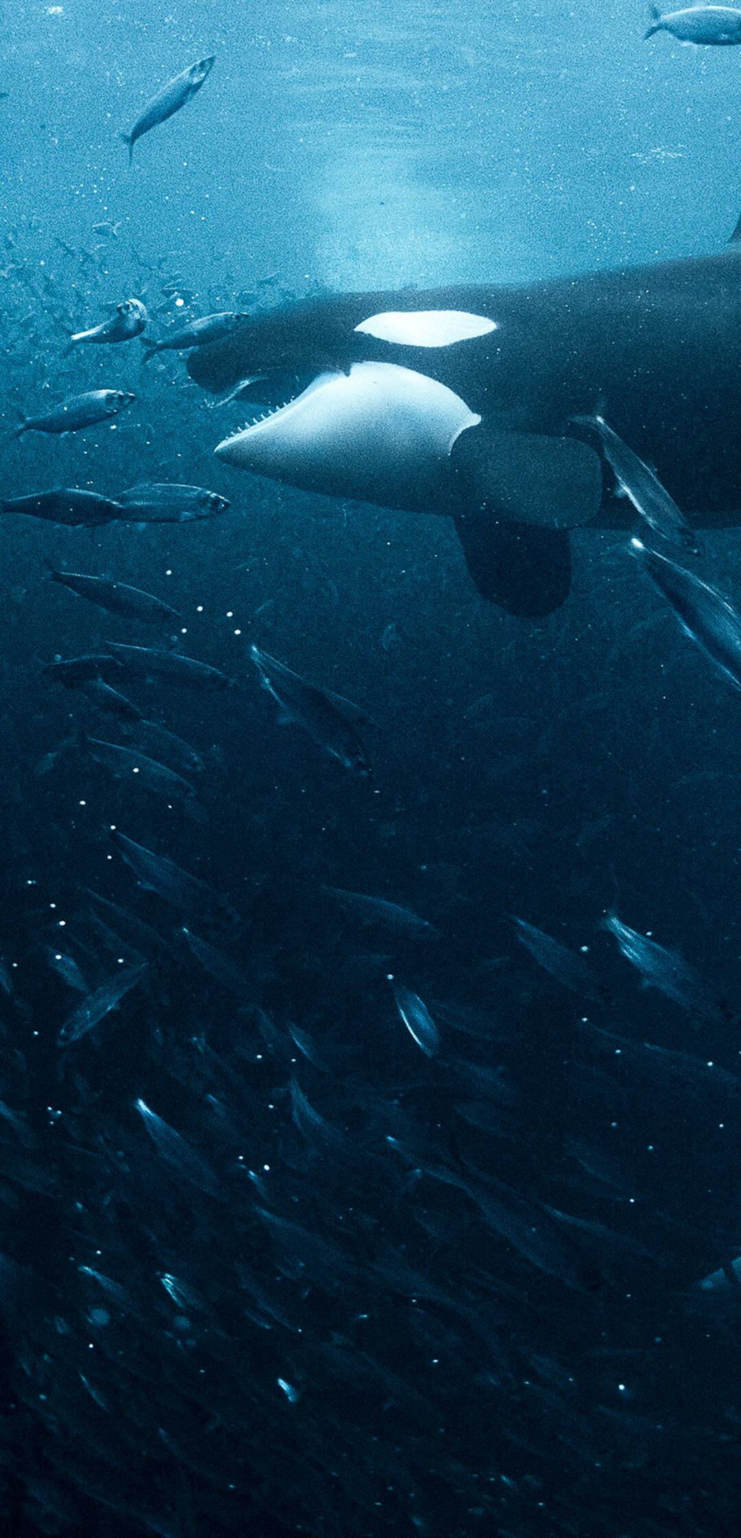 Atlántico Norte: el...: Explorando en la oscuridad