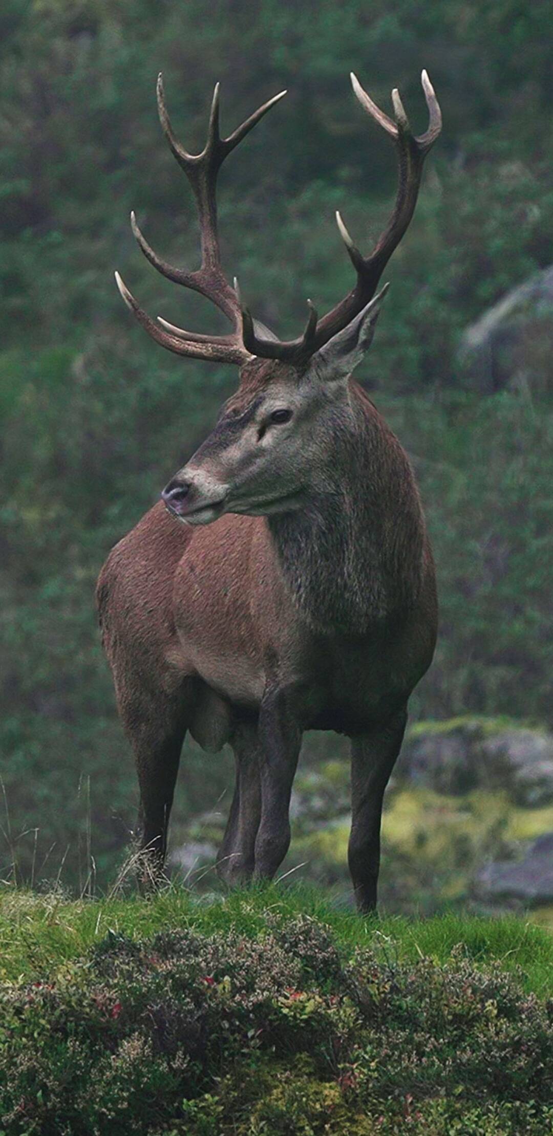 Secretos de los Pirineos: El oso