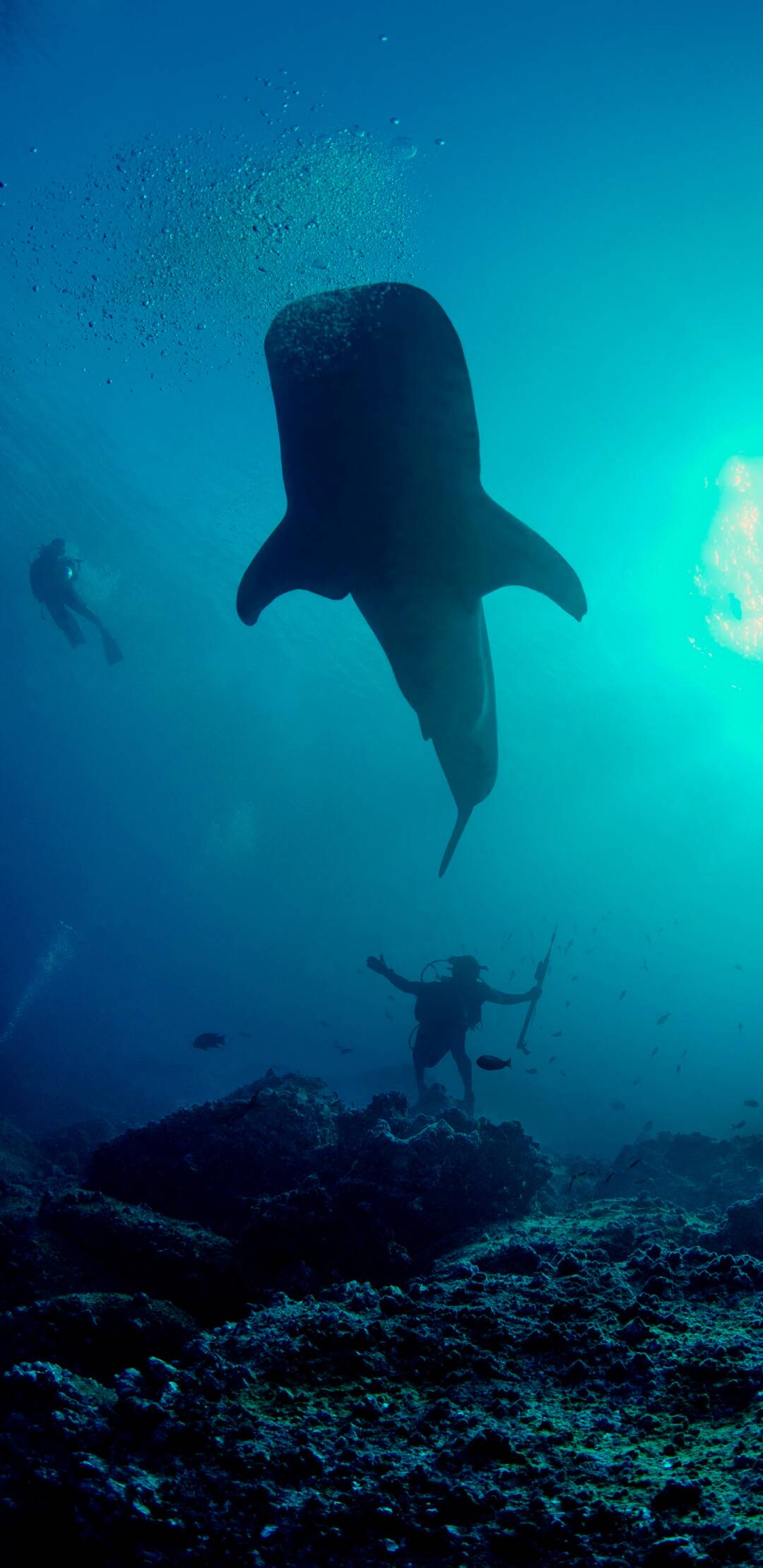 Galápagos: el reino de los tiburones gigantes