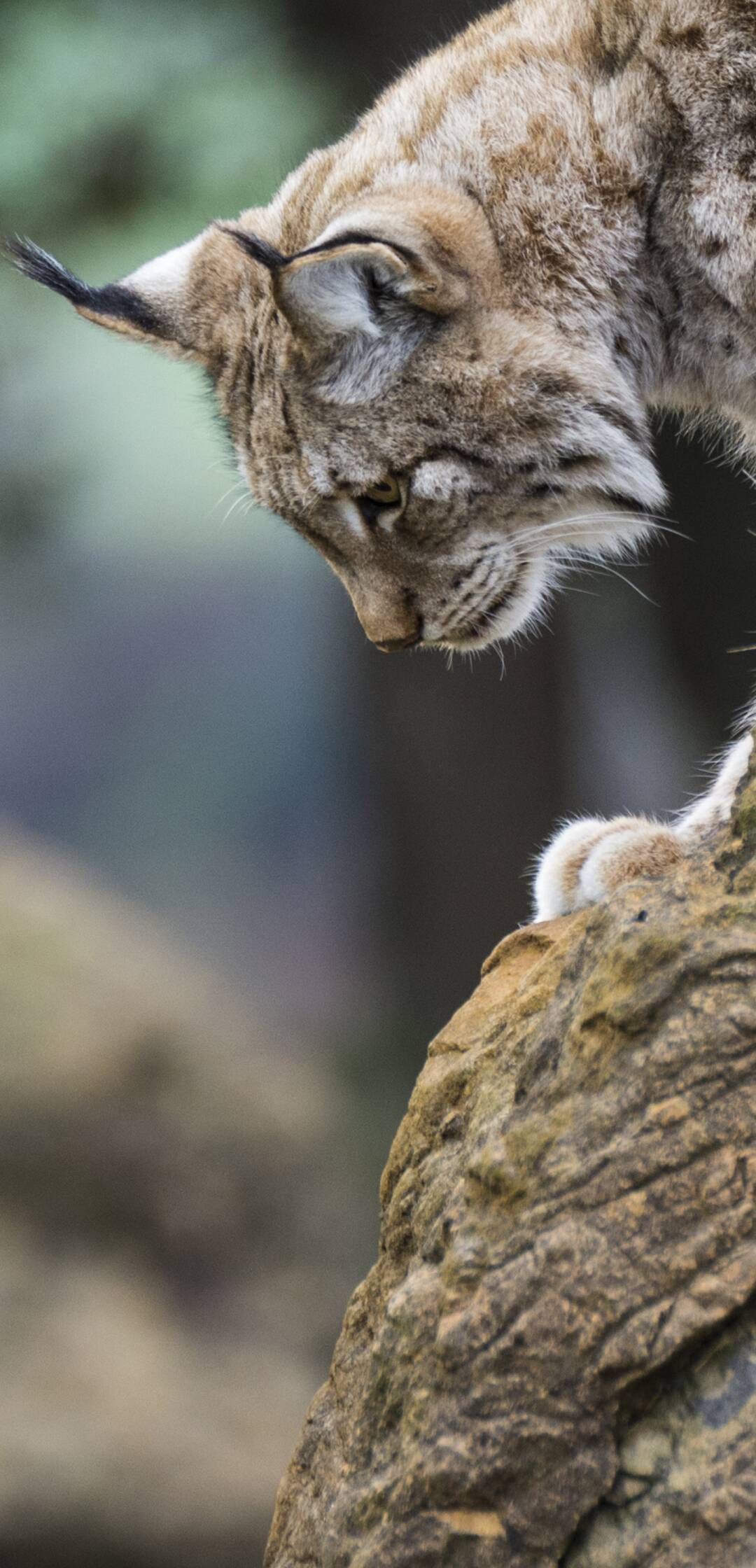 De viaje: el amanecer del Lince ibérico