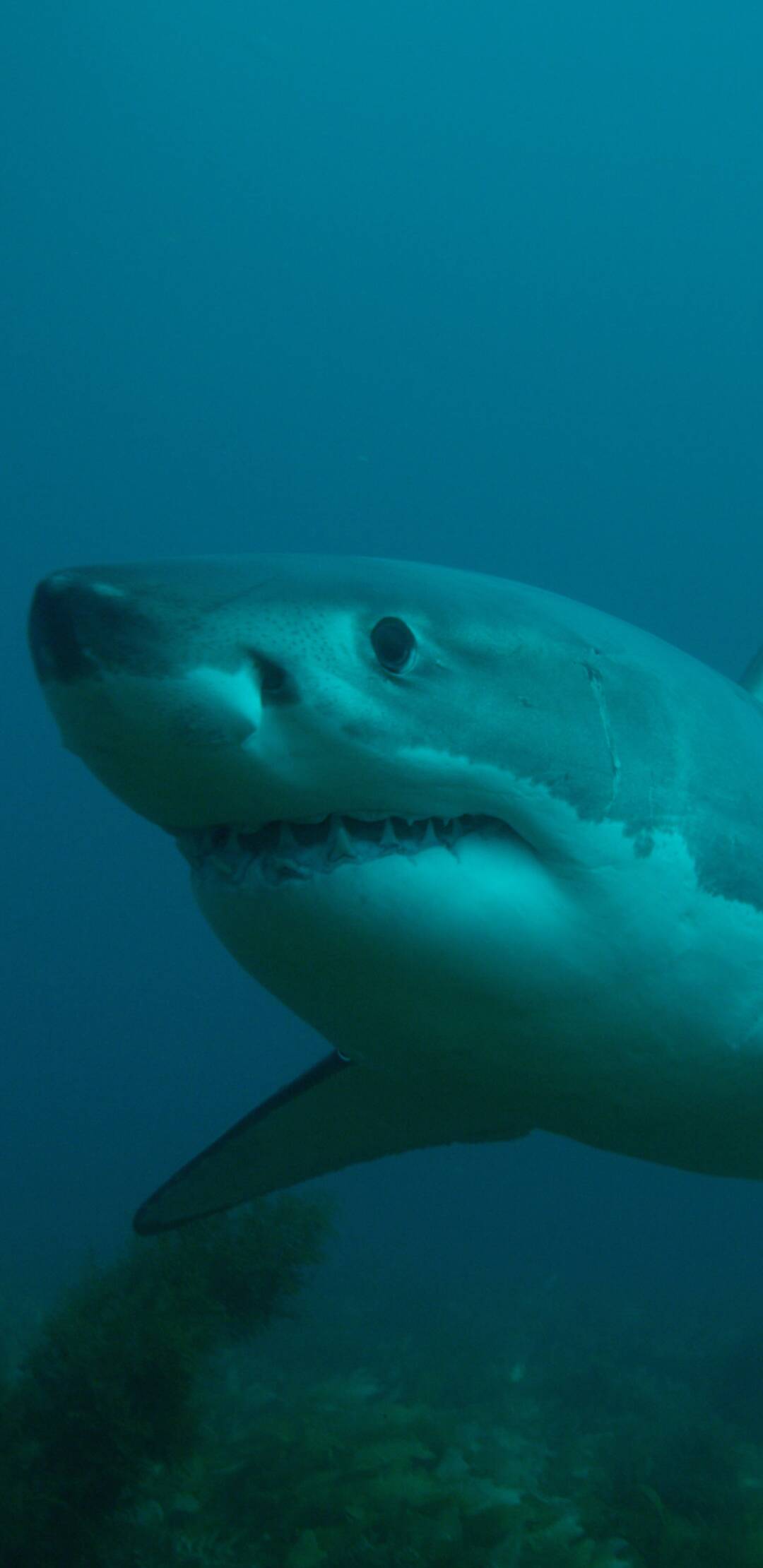 Hermanos y tiburones