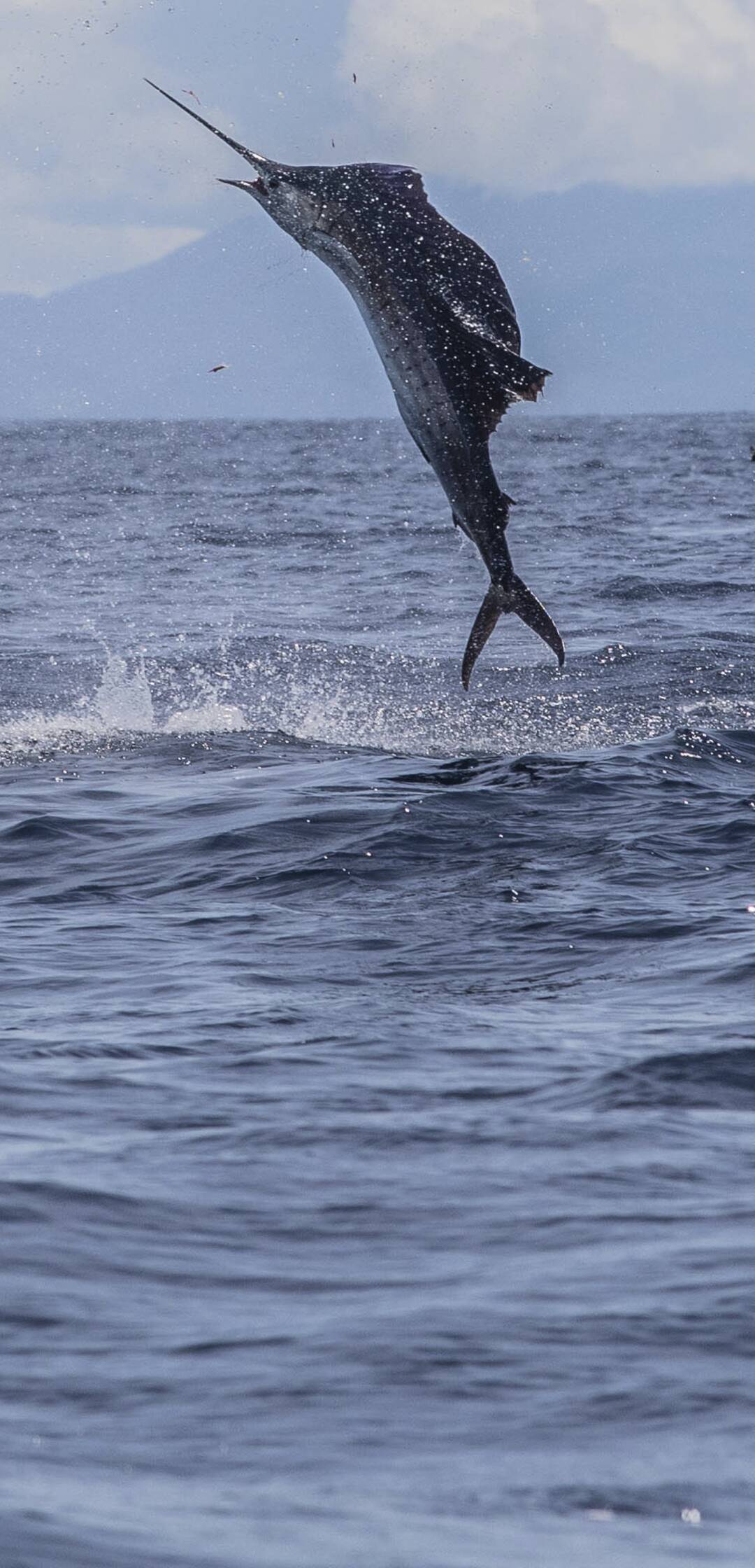 De viaje: El reto del Billfish