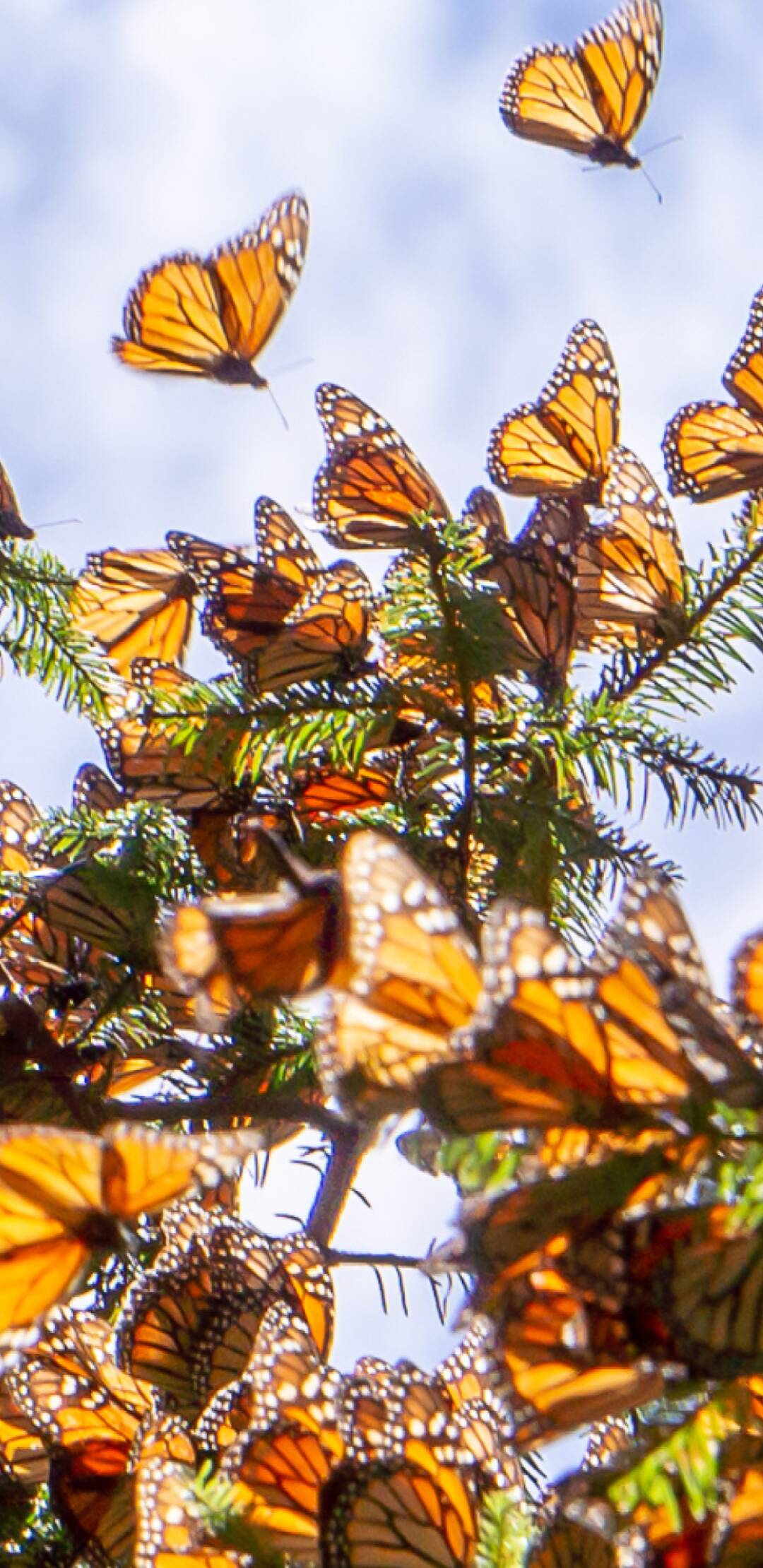 La increíble migración animal 