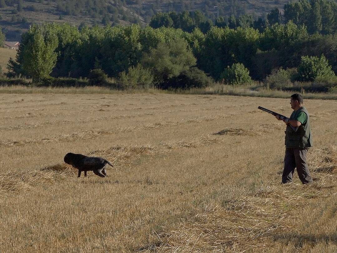 Entre pachones y perdigueros