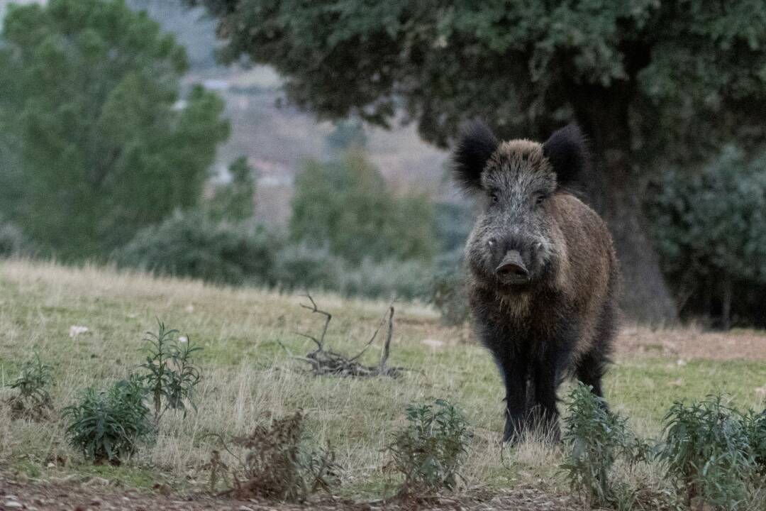 Lances monteros en la Tierra de Camöes