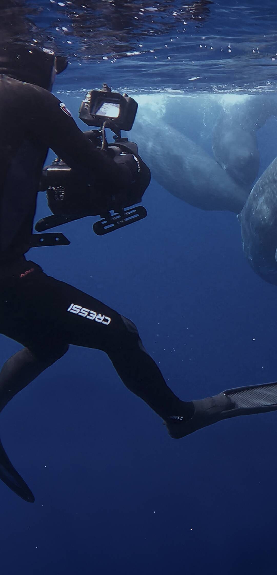 Cómo se hizo Ballenas...: Cómo se hizo Viajeras