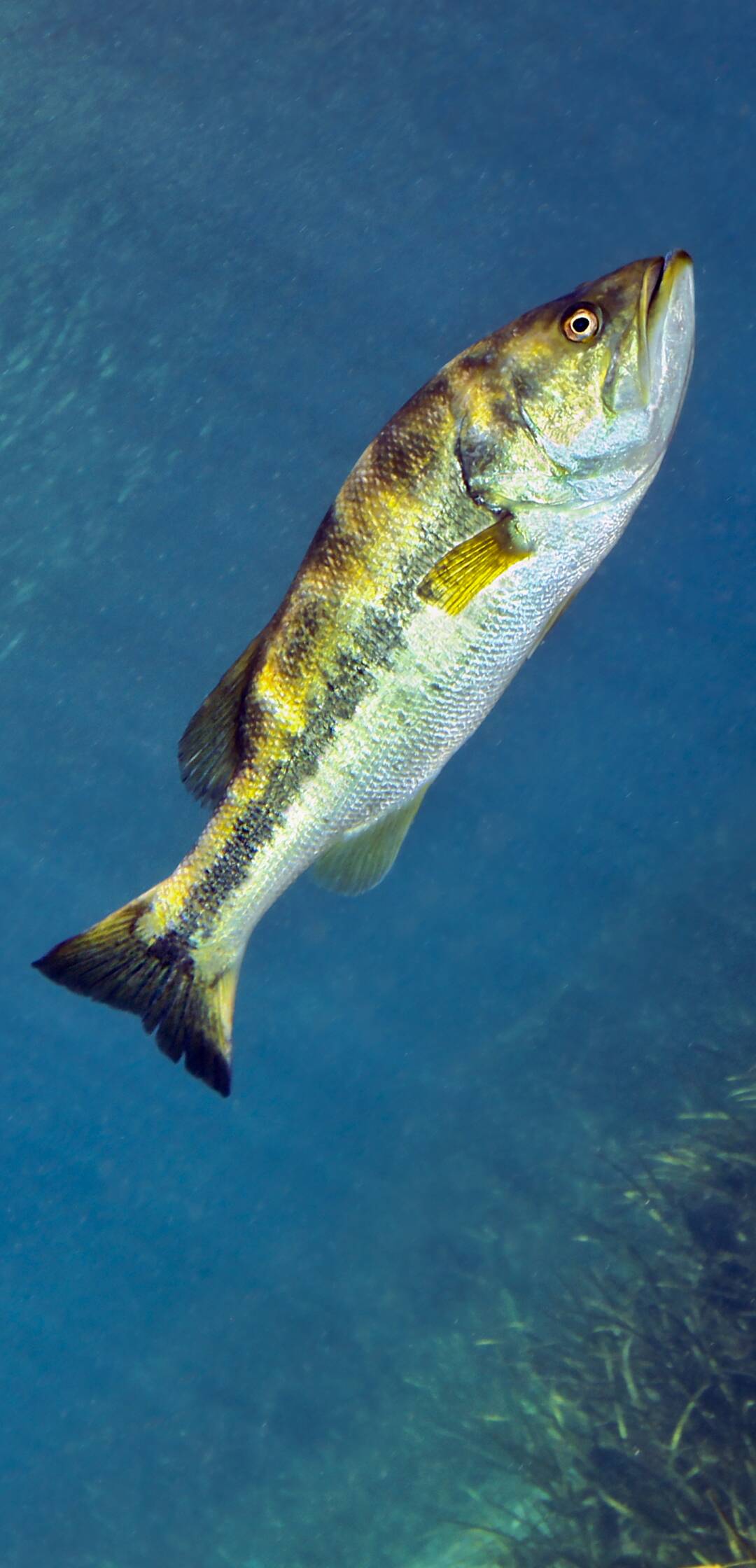 Basses con Tenkara