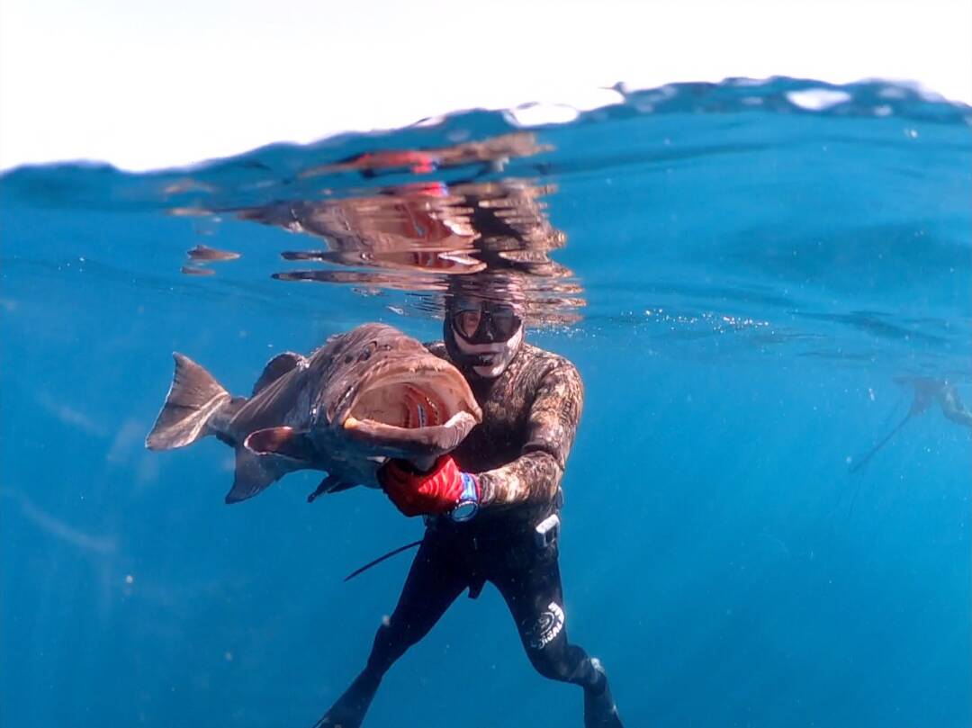 Pescasub, grandes meros del Pacífico