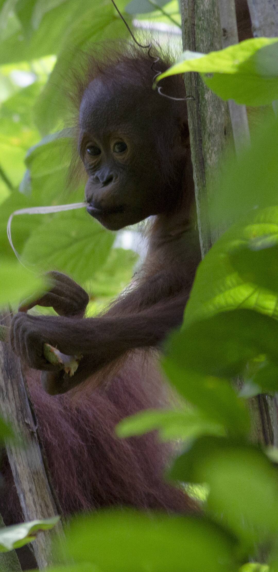 Padres ejemplares del reino animal