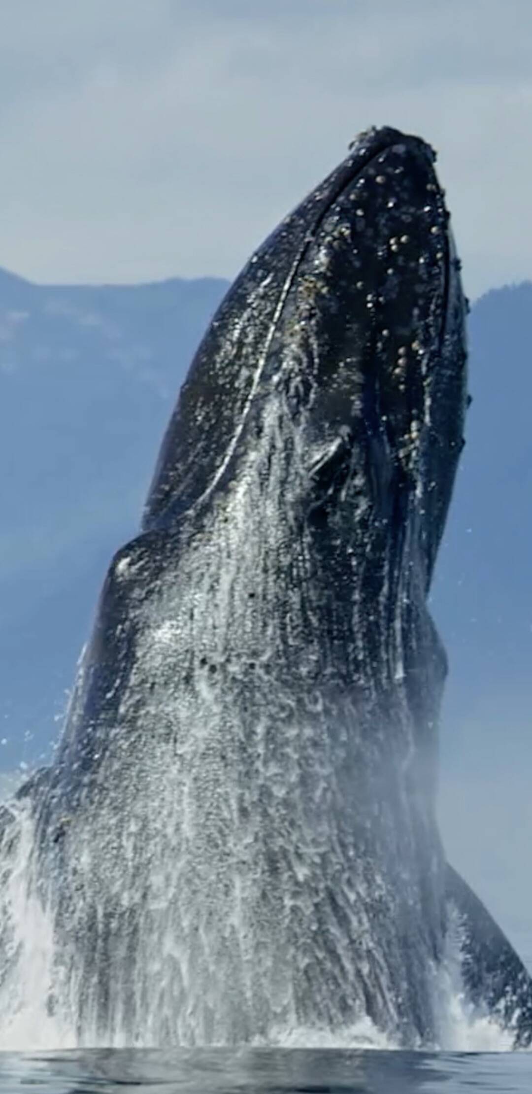 El alma de los océanos