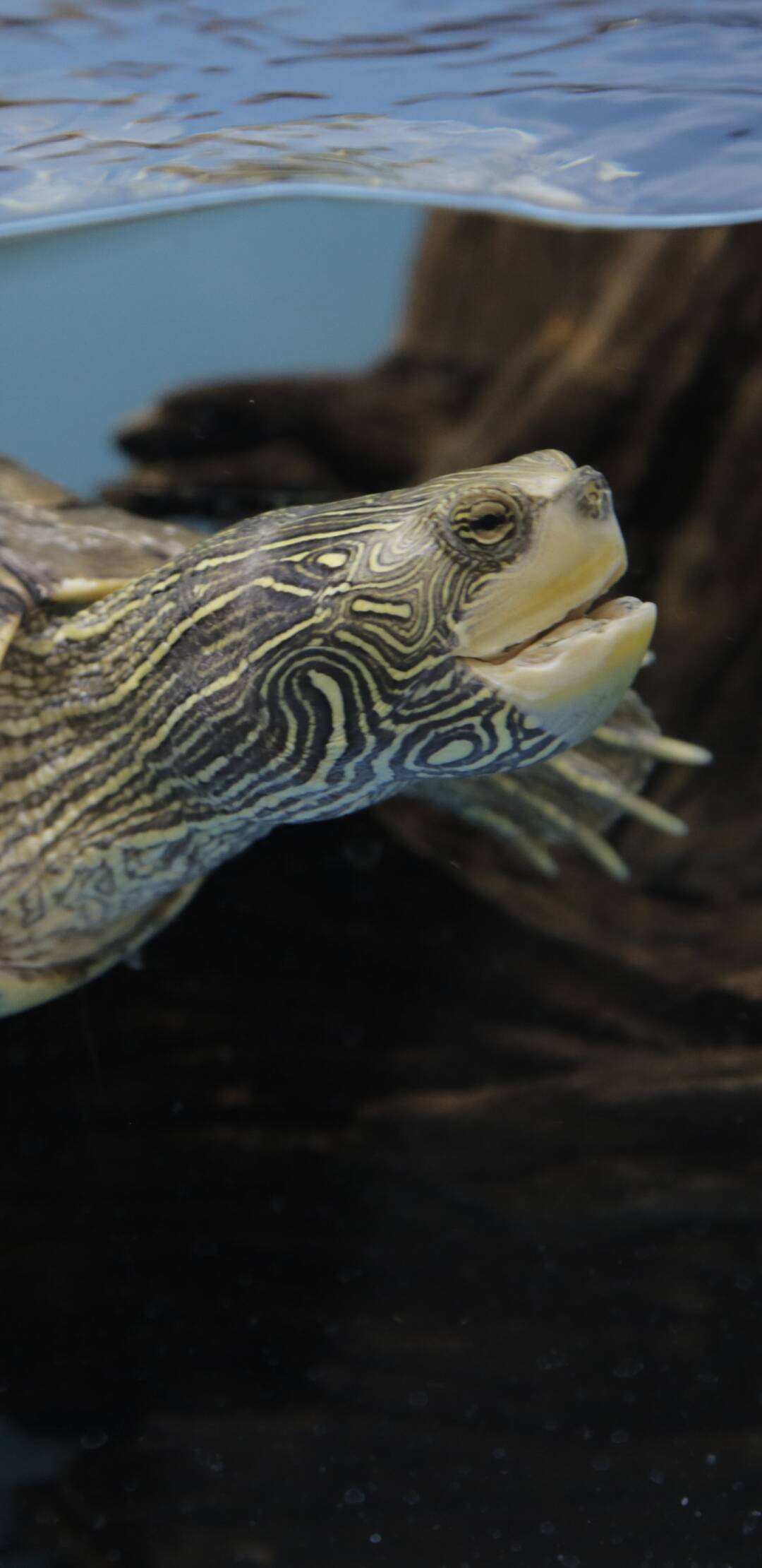 The Aquarium (T1): Scarlett, el cachorro de león marino