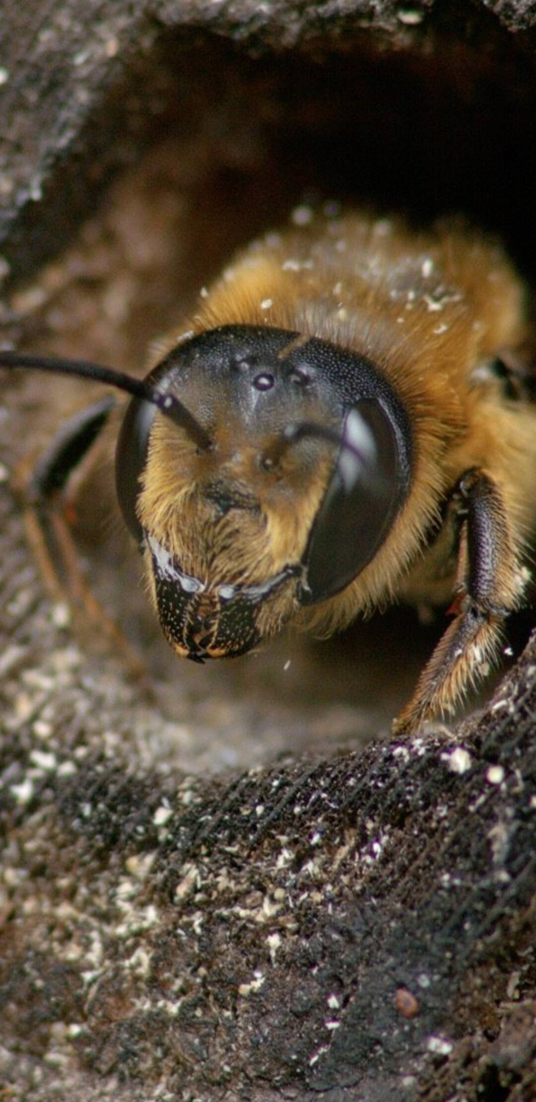 Miles de abejas en mi jardín