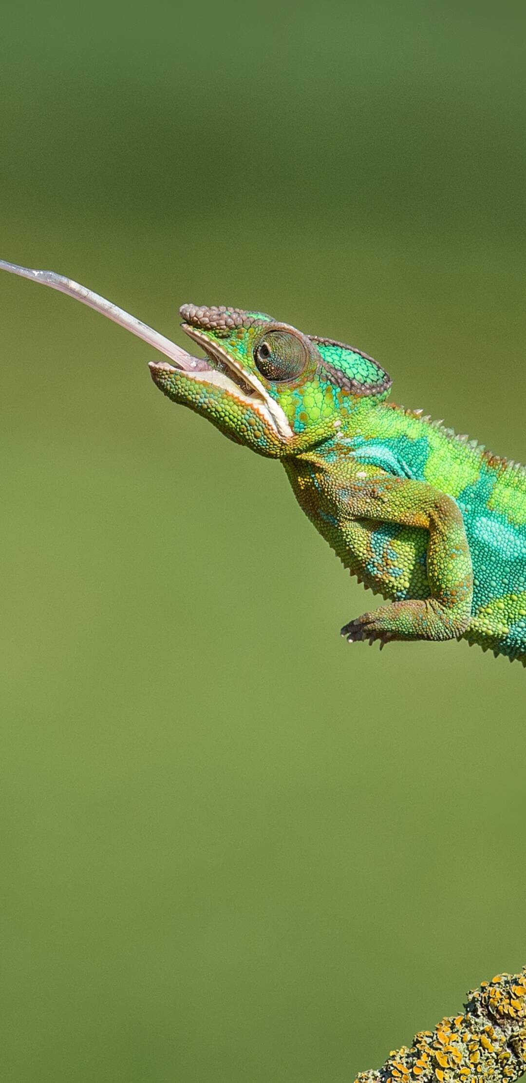 Los ataques más veloces: Cazadores sigilosos