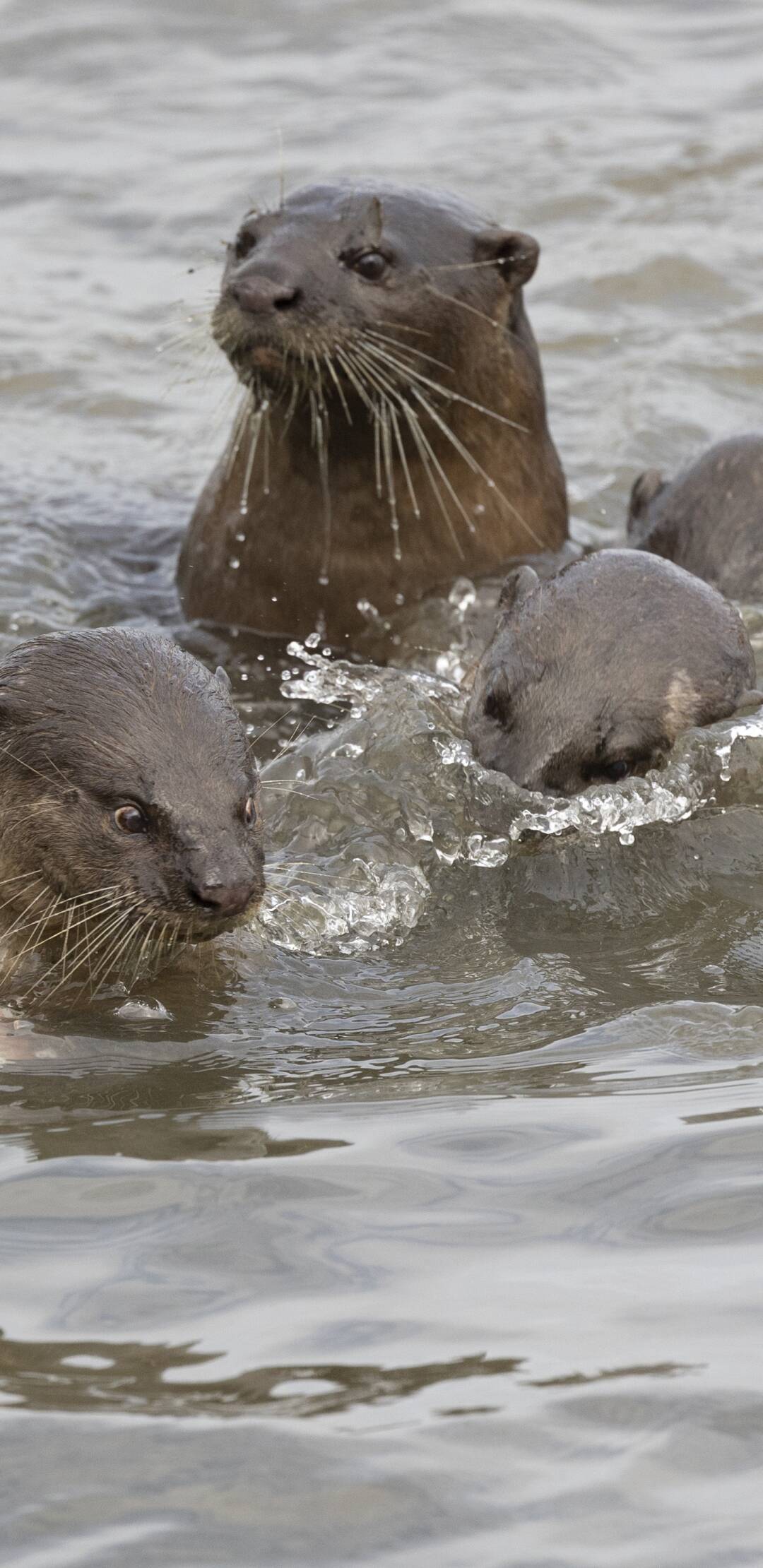 Nutrias de ciudad: Multitud