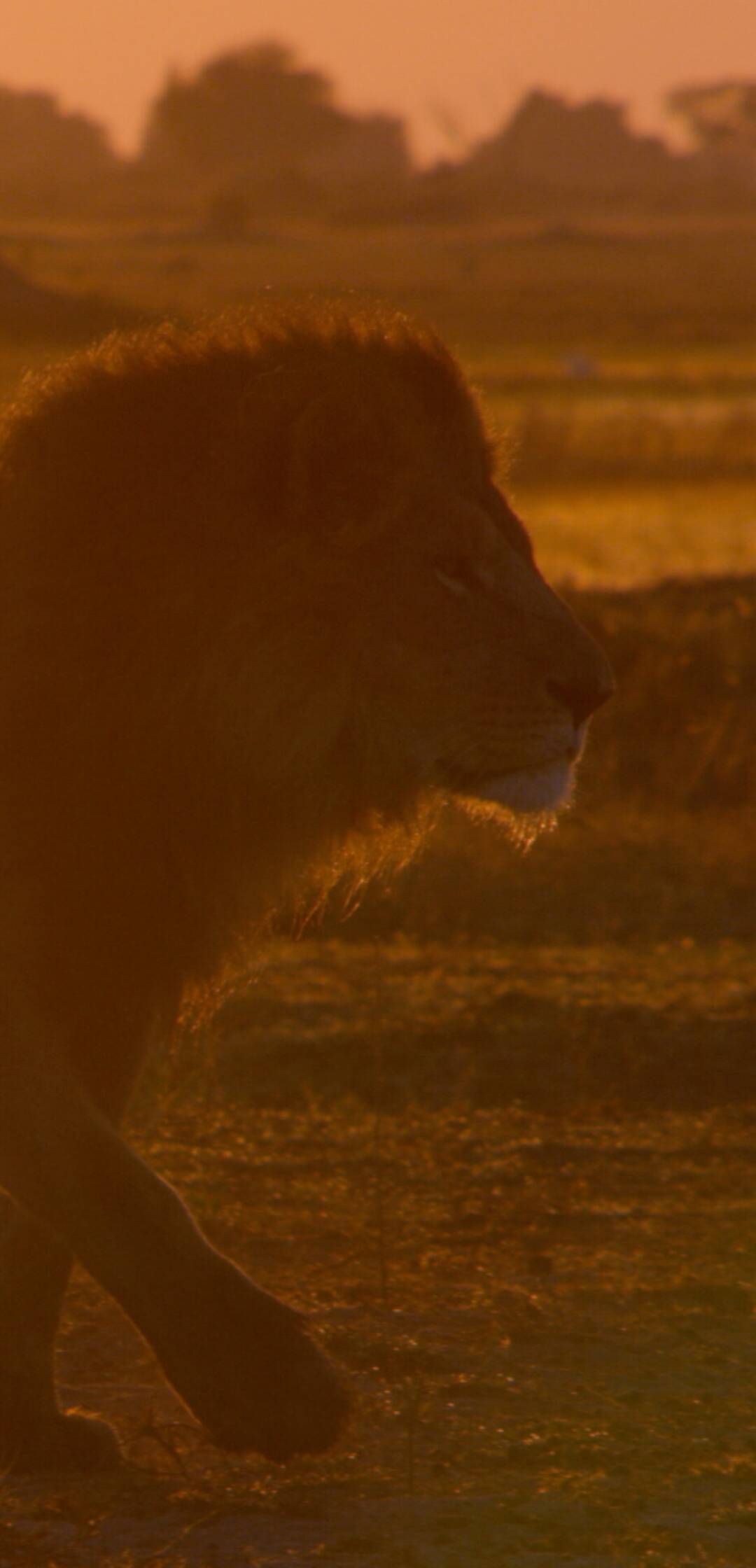 Grandes Felinos: Cecil: el legado de un rey