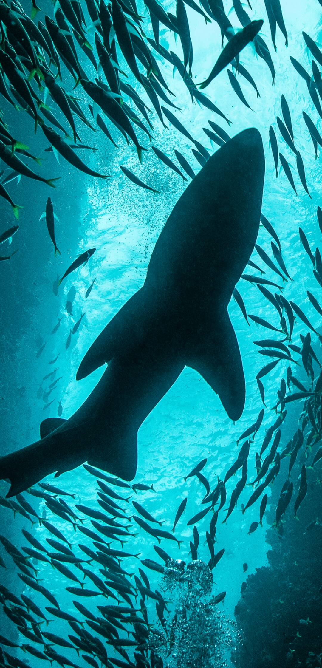 Sharkfest: Salvados del tiburón